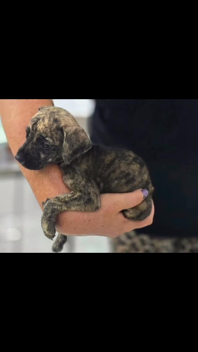 Today in: How is… doing now?
🐾🐾 MOON 🐾🐾
Moon was found in Brievengat in February 2025 when she was only 4 weeks old. Completely alone.
At the center she became very sick and needed intensive care. Luckily, with lots of love, patience and dedication she recovered.
Her current owners were staying on Curaçao at the time and immediately fell in love with her. After her recovery Moon moved in with them — and in May she flew to the Netherlands. ✈️
Moon is now 10 months old and a happy little rascal: running through the forest, jumping in ditches and ruling the house.
A life full of love, freedom and adventure — exactly what she deserves. 💛
Thank you to her amazing owners. Moon truly is one lucky dog.
#ForeverHome #rescuedog #adoptdontshop #westpointerofcuraçao #saveastray straydogs