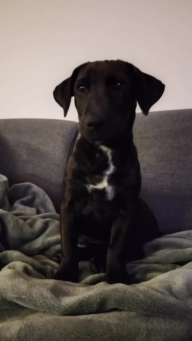 🐾 How is Evi doing? 🐾
Sometimes we receive updates from adopters that truly make our hearts skip a beat… and this is definitely one of them! 💛
On April 17, 2025, Evi’s adopters were able to pick her up at Schiphol Airport. She traveled together with her sister in one crate, which made the journey a lot more comforting for her. ✈️🐶 The moment they saw her, they instantly fell in love.
As we often explain, the first days and weeks at home were mostly about adjusting. Everything was new for Evi, so her family took things slowly and allowed her to discover the world step by step, at her own pace. 🐾
And now, half a year later?
Evi has grown into an amazing, sweet and joyful dog. 💛
She:
🚗 loves car rides (because that usually means fun adventures!)
🐕 loves playing with other dogs
👋 enjoys meeting everyone she comes across
People often ask her adopters what breed she is, because Evi has such a unique look. But that special mix is exactly what makes her even more one of a kind. ✨
Her adopters also shared that the entire adoption process felt very smooth and positive. From the moment they chose Evi until picking her up at Schiphol, everything was clear and well organized. And the connection doesn’t stop after adoption — they still stay in touch with her foster coordinators and the Rescue Paws team through the WhatsApp group. 💬
Stories like this remind us exactly why we do what we do.
Thank you for giving Evi such a wonderful forever home. 🏡🐾
Do you also have a Rescue Paws dog at home?
We always love receiving updates! 💛
#rescuedog #adoptdontshop #rescuepawscuracao  #foreverhome 🐾