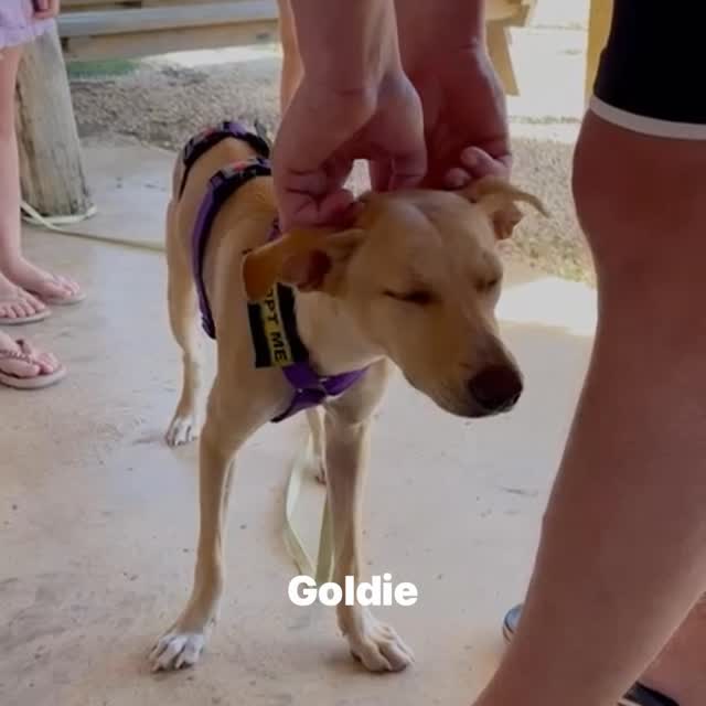 Today in the Spotlight:
🐾🐾🐾 GOLDIE 🐾🐾🐾
When you ask people what they’re looking for in a dog, you sometimes get quite a wish list…
The dog should be sweet, love cuddles, but also enjoy long walks. Playful, yet able to relax and settle down. Good with other dogs, but also able to entertain itself. Preferably not a puppy anymore, but still young so there’s time to learn things together.
It should be good with children, enjoy car rides, and walk nicely on a leash…
Sometimes I honestly think: wow, that’s quite a lot of expectations in one little dog. But now I think… GOLDIE!
This sweet girl truly has it all! She is gentle, grateful, loyal, and playful. A friend to everyone—other dogs, adults, and children alike.
So do you have a wish list like that 😉? And do you think you’ll never find all of that in one dog?
You can stop searching! Goldie might be the one for you.
Fill in the adoption form (no obligation) and we’ll see if you’re a match!
https://rescuepawscuracao.com/nl/adoptieformulier/
#ForeverHome #AdoptDontShop #SaveAStray #RescueDog #SaveALife 🐾