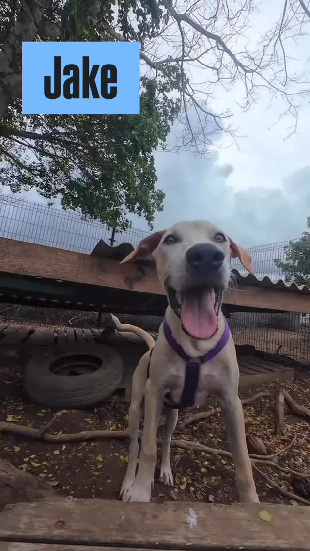 🐾 Meet Jake 🐾

My name is Jake and I’m a happy 24-week-old boy 💙

Together with my brother and sisters, I was left behind in the Souax neighborhood. Luckily, a very kind woman found us and brought us food and water every single day—even without a car, she walked a long way just for us. How amazing is that? ✨

Now I live at the rescue center. At first it was a bit overwhelming… so many dogs! But I quickly realized it’s a safe place where I’m well taken care of.

I’m a social and sweet young guy. I love playing with other dogs, enjoy going for walks, and I’m a big fan of cuddles. Give me belly rubs and I’ll roll right onto my back in no time 😄
I also do well with children, especially older ones (12+), because they understand when I need a little break.

But honestly… the rescue center isn’t my forever home. I dream of having my own place, a cozy bed, and a family to share all my love with 🏡💫

I’m available for adoption worldwide 🌍
So… what do you think? Shall we meet?

Ayo and lots of love from Jake 🐾

#rescuedog #adoptdontshop #rescuepawscuracao #adoptme #puppylove