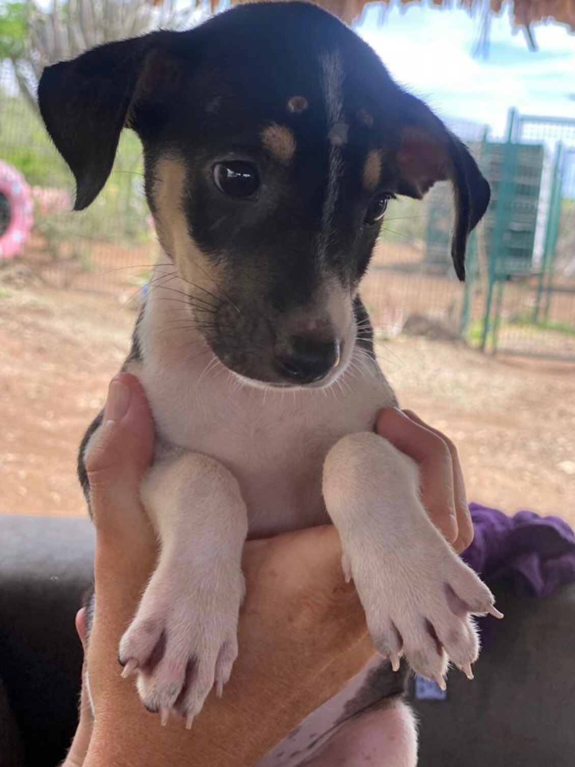 Today in our “How are they doing now?” series: sweet beautiful Enid 🐾

Enid arrived at the Rescue Center on October 17, 2023, together with Yubi and Izaline — just 7 weeks old, found in the Vredenburg area. While her siblings found homes, Enid stayed behind and became everyone’s favorite. Then in August 2025, it was finally her turn ❤️

Now renamed Amy, she found a loving family who gave her the time, patience, and trust she needed. From learning to live with cats and bonding with Murphy, their first rescue, to becoming the sweetest “big sister” to baby Luis — Amy has truly blossomed.

“She’s loving, playful, adventurous, and still runs like crazy — even on the leash! We can’t imagine life without her anymore.”

We are so grateful to Amy’s family for giving her the wonderful life she deserves ❤️

#ForeverHome #rescuedog #adoptdontshop #saveastray #straydog