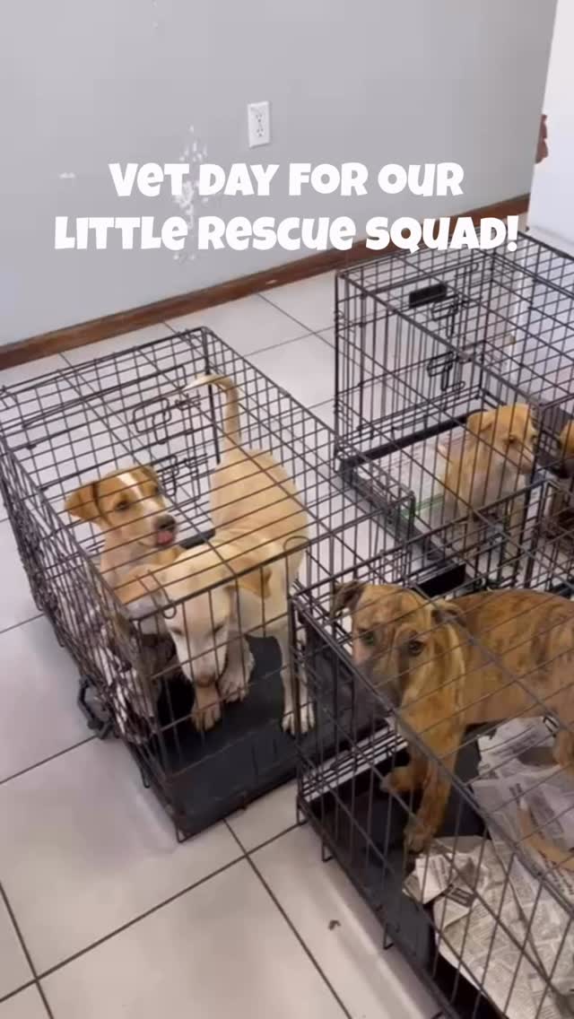 𝐕𝐞𝐭 𝐝𝐚𝐲 𝐟𝐨𝐫 𝐨𝐮𝐫 𝐥𝐢𝐭𝐭𝐥𝐞 𝐫𝐞𝐬𝐜𝐮𝐞 𝐬𝐪𝐮𝐚𝐝! 🐶

At Rescue Paws Curaçao, we make sure our dogs get the medical care they need. 🩺✨
Vaccinations ✔️ check-ups ✔️ treatments ✔️
Everything they need to be healthy, strong, and ready for their forever home. 🏡💕

𝐌𝐞𝐚𝐧𝐰𝐡𝐢𝐥𝐞 𝐢𝐧 𝐭𝐡𝐞 𝐰𝐚𝐢𝐭𝐢𝐧𝐠 𝐫𝐨𝐨𝐦… 
Let’s be honest. Waiting is BORING. 😴 Shredding is FUN. 💥 Problem solved.

They may be tiny shredding machines now…
But soon they’ll be strong, healthy, and ready for their forever homes. ❤️

Have a great Sunday!

#adoptdontshop #rescuepawscuracao #puppylove #vetday #rescuejourney