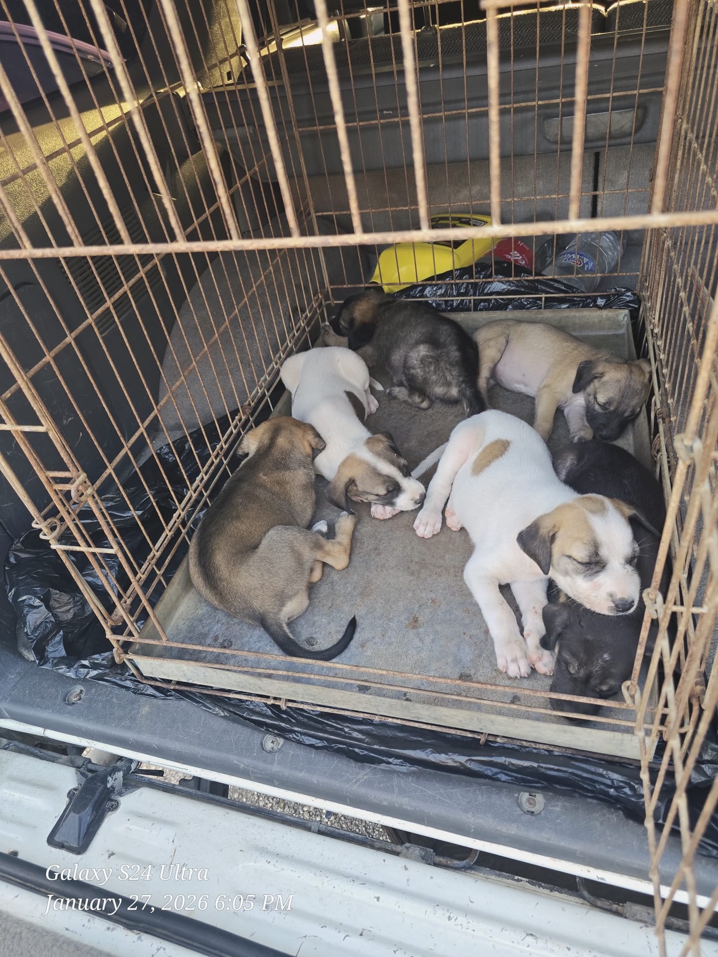 𝗙𝗼𝘀𝘁𝗲𝗿𝘀 𝘄𝗮𝗻𝘁𝗲𝗱 𝗼𝗻 𝘁𝗵𝗲 𝗶𝘀𝗹𝗮𝗻𝗱! 🐾🏝️

At the moment, we are looking for new fosters on the island who are willing to temporarily open their hearts and homes to a few very sweet puppies who deserve a second chance. 🙏

✨ Why are fosters so important?
A foster family means for a puppy:
• A safe place to relax and decompress;
• Love, care, and socialization;
• The opportunity to learn what it’s like to live in a home;
• A better start on the path to a forever home.

Without fosters, we simply cannot help these puppies. We truly need you! 💪🏼 Thanks to a temporary warm and loving home, they get the chance to grow, build confidence, and eventually be adopted by their own family. 🏡

💛 Fostering is temporary, but the impact lasts a lifetime!

Would you like to make a difference, or do you know someone who could help? Send us a message! ☎️ Together, we can give them that second chance. 🐶

#rescuepawscuraçao #lookingforfosters #opzoeknaastfosters #adoptdontshop #westpointerofcuraçao