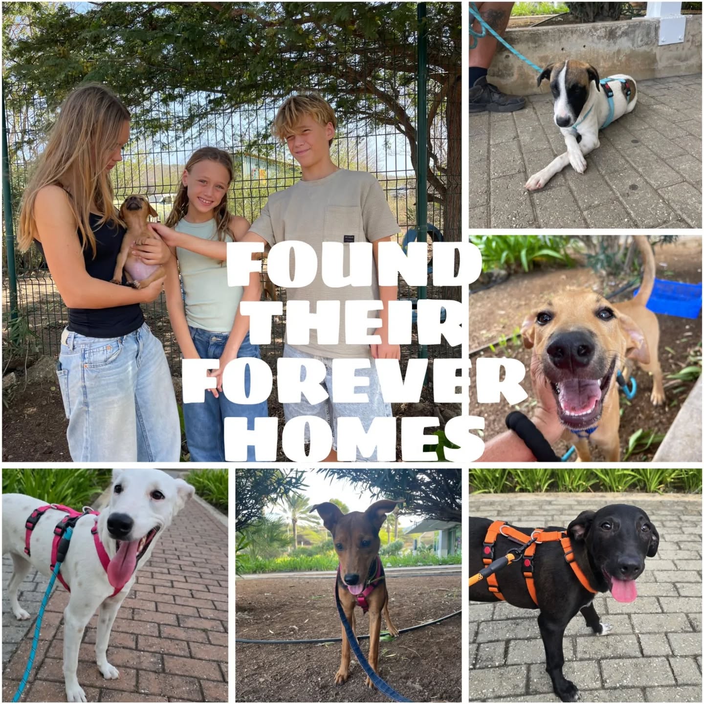 🐶 Peek at the  week – Rescue Paws Curaçao

😌 Extra love
Udo, Chum and Juun soaked up all the cuddles and attention under the palapa this weekend 🥰 A little shade, a little love… that’s all they need!
Jiska was fully in relax mode too — the moment someone came near, she rolled over for belly rubs ❤️ Priorities, right? 😉

🏠 New homes
What a beautiful week of adoptions 🐾✨
Rav, Gus, Aston, Lulu, Cookie, Timor, Evan and Merry all left for their new families in the Netherlands 🇳🇱
And little Miep found a wonderful forever home on the island 💛 We’re so happy for her!

😎 New arrivals
Havik was found alone in Marie Pompoen but is now safe at the center 🧡
Sweet Maya Preciosa is new in foster care 🩷 Welcome, gorgeous!

🐶 Sterilisations
30 sterilisations this week! 🙌🏼
Every procedure is a step toward less animal suffering on Curaçao. So proud of this team 💪🏼🐾

🤝 Support & visits
Thank you Marga and Marianne for helping at the center 🤍
Caty, thank you for your help in the shop and the beautiful paintings 🩷
And a special thank you to Stichting DierenLot 💛 for the incredible donation of 11 pallets of food — helping us support feeders and local families!

💛 Other updates
Run 8 is finished! 🎉 Bendi and Shon are happily exploring their new space 🥰 Thanks Geer!
Big thanks to DWAM 🩷 — the new fencing for run 8 was made possible by the collar sales. 
New record this week: 26 dogs in our bus to the vet for vaccinations, blood tests and check-ups! 🐶🚐
And… new hand-painted merchandise is now in the shop 🎨🐾

Together we make a difference for these sweet souls every single week. Thank you for all the support, visits, adoptions and love 🤍

#RescuePawsCuracao #AdoptDontShop #RescueDogs #AnimalRescue #CuracaoDogs