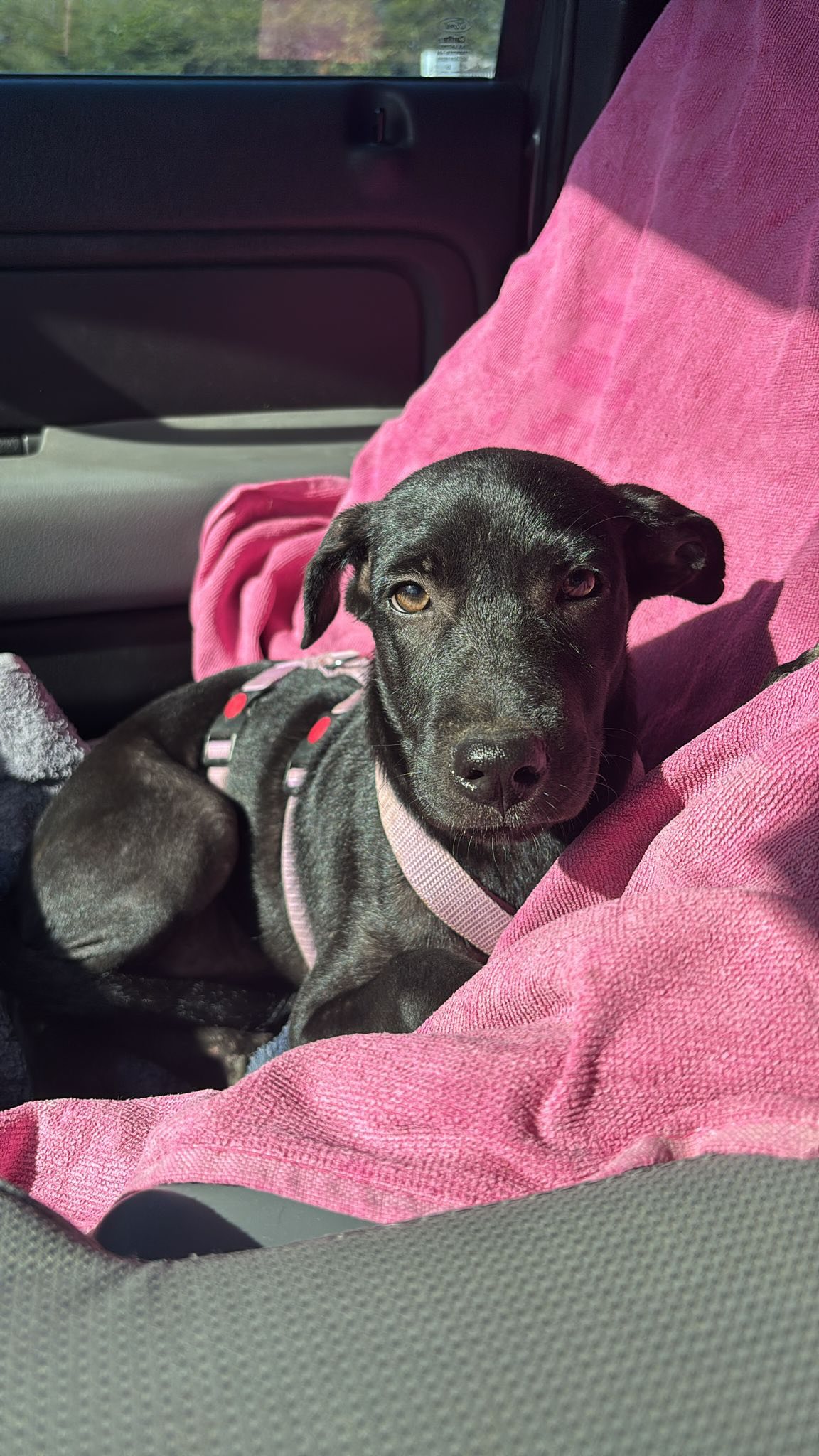 𝗛𝗼𝘄 𝗶𝘀 𝗡𝘂𝘅𝗶 𝗱𝗼𝗶𝗻𝗴? 🩵🐾
Nuxi has now been with us for six months! 🥰
At first, we applied to adopt another dog, but that dog had already found a home. RPC then introduced us to Nuxi. For us, it didn’t matter what our dog looked like: white, brown, black, male or female. We were simply looking for a loving family dog and a companion for our daughter. 🐶❤️
We arranged a meeting with Nuxi’s foster, Anja. We were welcomed so warmly! Nuxi was a very scared little dog and didn’t come to us on her own. We went for a walk with Nuxi and Anja, and from that very first moment, it just felt right. We immediately had the feeling: this little dog came into our lives for a reason. ❤️
We quickly knew it: Nuxi was going to be our dog! 🐾
After completing the paperwork, we received daily updates with photos and videos. And then the big day arrived: October 22nd! 🥹💕 After an emotional goodbye with Anja, we headed home with Nuxi. The car ride went amazingly well!
Once home, we gave her plenty of time to adjust to everything, including our cat Karel. 🐱 That very same evening, she was already happily lying on the sofa with us. 🥰
Outside, Nuxi was still very scared, especially around men. Thankfully, she has made incredible progress! 🙌 She no longer takes a huge detour to avoid people and even comes along when we go for coffee on a terrace. ☕️🐾
The beach is her favourite place! 🏖️ She loves running off-leash with her best friend Milo. 🐕💛 Milo also came from Aruba, and the two of them look remarkably alike. He has really helped Nuxi come out of her shell. 🥹❤️
Nuxi is also in perfect health 😉 and has since been spayed.
Nuxi truly is our little ray of sunshine! ☀️ Her whole body wiggles with excitement when we come home. That’s why we lovingly call her our little “worm”. 🪱😂❤️
We honestly have nothing but positive things to say about the adoption process and Nuxi’s wonderful foster, Anja. Everything went smoothly, quickly and positively. We still send Anja photos and videos of Nuxi from time to time. 📸🐾
We are incredibly happy that Nuxi came i