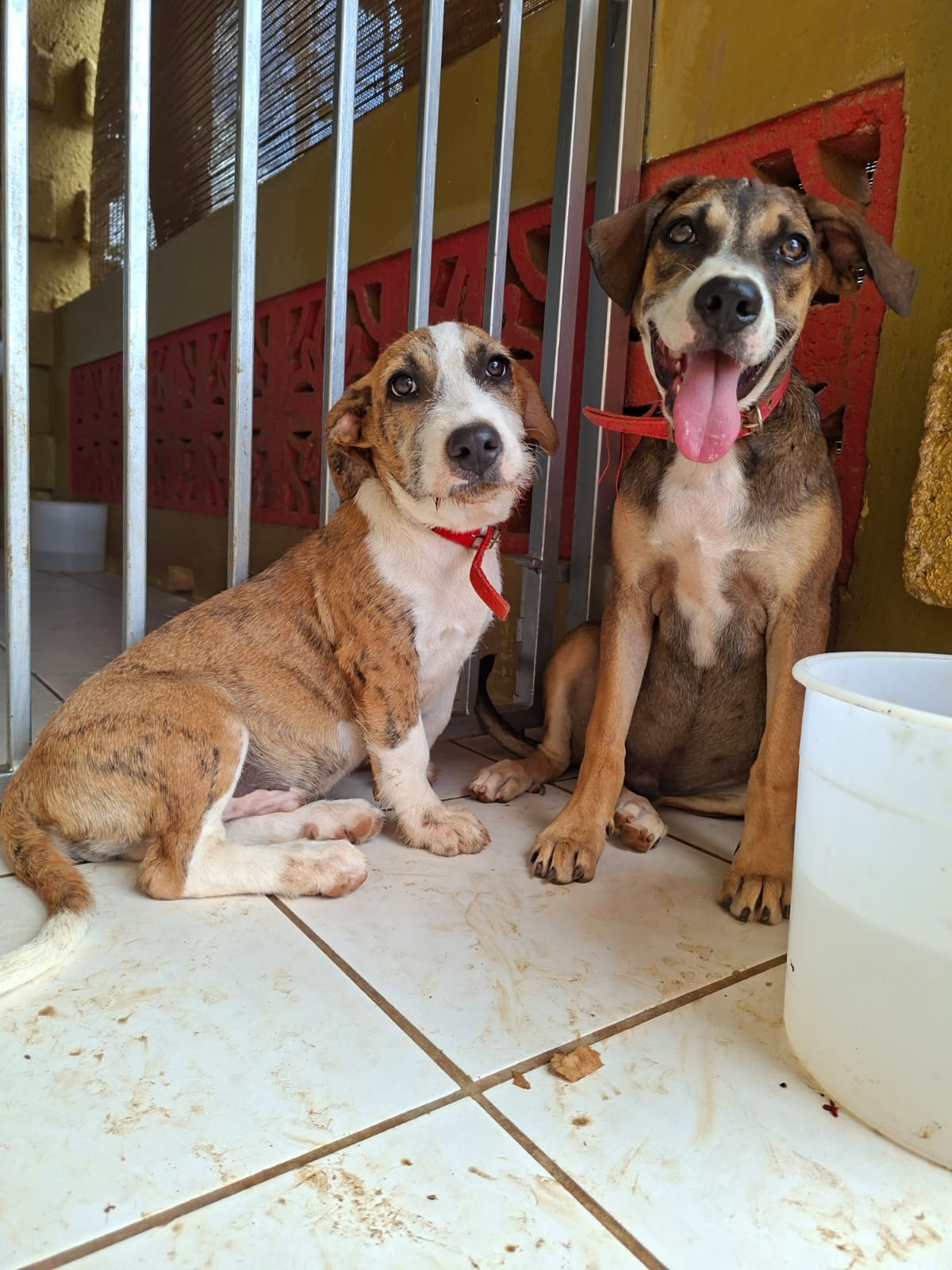 𝗪𝗘𝗦𝗟𝗘𝗬 & 𝗣𝗔𝗧𝗥𝗜𝗖𝗞 🐾 𝗧𝗪𝗢 𝗣𝗨𝗣𝗣𝗜𝗘𝗦, 𝗢𝗡𝗘 𝗕𝗜𝗚 𝗪𝗜𝗦𝗛 ❤️
From being found in the bushes of Santa Cruz… to dreaming of a home of their own. 🥹🐾
Wesley and Patrick were found together in the bushes of Santa Cruz. Not a safe place for two young puppies, but thankfully they were discovered and rescued from the streets.
Since June 3, 2026, they have been staying with a loving foster in Curaçao, together with 7 other dogs. Here, they get to simply be dogs, play, explore, and enjoy the love and attention they deserve. ❤️
They are used to sleeping both indoors and outdoors, are comfortable in a crate, and they are perfectly happy going for a car ride. 🚗🐾
But what they are really looking for is a forever home of their own. 🏡❤️
🐶 𝗪𝗘𝗦𝗟𝗘𝗬 – 𝟭𝟵 𝗪𝗘𝗘𝗞𝗦
Wesley is a happy, social boy who likes to take his time and observe things at first. His foster describes him as a relaxed boy.
He loves playing with other dogs but doesn’t need to be the center of attention. When visitors arrive, Wesley comes over curiously but takes a moment to see who has arrived. 👀
Wesley has shorter legs, making him a little smaller in size. He could thrive in either a home with a garden or an apartment.
🐶 𝗣𝗔𝗧𝗥𝗜𝗖𝗞 – 𝟲 𝗠𝗢𝗡𝗧𝗛𝗦
Patrick is a happy, energetic and incredibly loving boy. He is a little more outgoing than his buddy Wesley and happily greets visitors. 🥰
Patrick absolutely loves playing and cuddling. He enjoys getting lots of attention from his foster, and a home with a garden would make him incredibly happy. 🌴🐕
𝗔𝗟𝗟 𝗧𝗛𝗘𝗬 𝗡𝗘𝗘𝗗 𝗡𝗢𝗪 𝗜𝗦 𝗔 𝗛𝗢𝗠𝗘… ✨
Wesley and Patrick are safe.
They have a loving foster.
But they are still waiting for their forever home. 🏡❤️
Could you give Wesley or Patrick the home they are dreaming of? Or do you know someone who would be the perfect match for one of these sweet boys?
Interested? 👉 Visit our website and fill out the adoption form with no obligation. 
#rescuepawscuracao #rescuedog #puppies  #adoptdontshop #dogsofinstagram