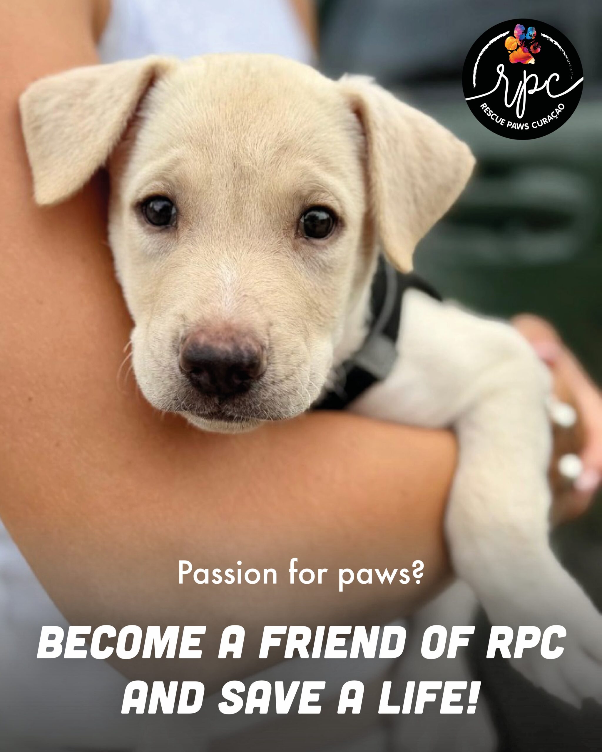 𝐖𝐀𝐍𝐓 𝐓𝐎 𝐁𝐄𝐂𝐎𝐌𝐄 𝐀 𝐅𝐑𝐈𝐄𝐍𝐃 𝐎𝐅 𝐑𝐄𝐒𝐂𝐔𝐄 𝐏𝐀𝐖𝐒 𝐂𝐔𝐑𝐀Ç𝐀𝐎? 🐶💛
Rescue Paws Curaçao is growing. We help more and more street dogs, provide support and are committed to education and sterilization.
Since 2014, we have sterilized nearly 4,500 dogs and found forever homes for more than 2,500 dogs. ❤️
To make this possible for many more years to come, we are looking for new sponsors: our Friends. We are looking for companies and individuals who want to support our mission for at least one year: reducing animal suffering in Curaçao.
𝐂𝐇𝐎𝐎𝐒𝐄 𝐘𝐎𝐔𝐑 𝐒𝐏𝐎𝐍𝐒𝐎𝐑𝐒𝐇𝐈𝐏 𝐏𝐀𝐂𝐊𝐀𝐆𝐄 👇
🐾 FRIEND – €50 per month
A name plaque at our Rescue Center, your logo on our website, newsletter and several social media and press features throughout the year.
🐾 BEST FRIEND – €125 per month
Everything included in Friend + an annual team tour for up to 20 people. For companies in the Netherlands, this can be replaced by a livestream tour and the remote adoption of a company dog.
🐾 SUPER BUDDY – €250 per month
Everything included in Best Friend + a kennel/run at our Rescue Center named after your company.
𝐖𝐇𝐀𝐓 𝐃𝐎 𝐘𝐎𝐔 𝐆𝐄𝐓 𝐈𝐍 𝐑𝐄𝐓𝐔𝐑𝐍? 📣
📱 20,000+ Facebook followers
📸 18,000+ Instagram followers
🎥 5,000+ TikTok followers
🌐 250 website visitors per day
💌 2,000 newsletter subscribers
🐕 200 visitors per week at our Rescue Center
But most importantly: your support helps give dogs a better future. 🐾❤️
𝐖𝐈𝐋𝐋 𝐘𝐎𝐔 𝐁𝐄 𝐎𝐔𝐑 𝐍𝐄𝐖 𝐅𝐑𝐈𝐄𝐍𝐃? 💛
👉 Find out more and via the link in our bio!
Become a Friend of RPC and save a life. 🐶💛
#rescuepawscuraçao #sponsors #rescuedog #puppiesofinstagram