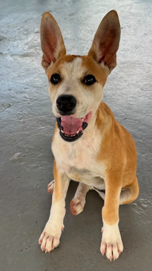 🐾 𝗛𝗶, 𝗜’𝗺 𝗖𝗮𝗳𝗳𝗲𝗲! 🤎☕️
Caffee is a sweet and curious little girl who is 14 weeks old. Together with her two sisters, she was found at Playa Kanoa. 🌴🐶
The three sisters spent some time on the waiting list, but luckily, a spot recently became available at the RPC center. 🙏🏼💛 Caffee is now safe and has all the time and space she needs to grow, discover the world and get ready for a beautiful future. 🌱✨
Caffee is dreaming of finding a loving home of her own one day. A place where she can truly be herself, grow up surrounded by love and create lots of beautiful memories together. 🏠💕
For now, she is simply happy to be safe and well cared for but she is looking for a forever home. 🥰 Please fill out the adoption form without obligation for Caffee. 
#adoptdontshop #rescuepawscuraçao #rescuedog #westpointerofcuraçao #westpointer