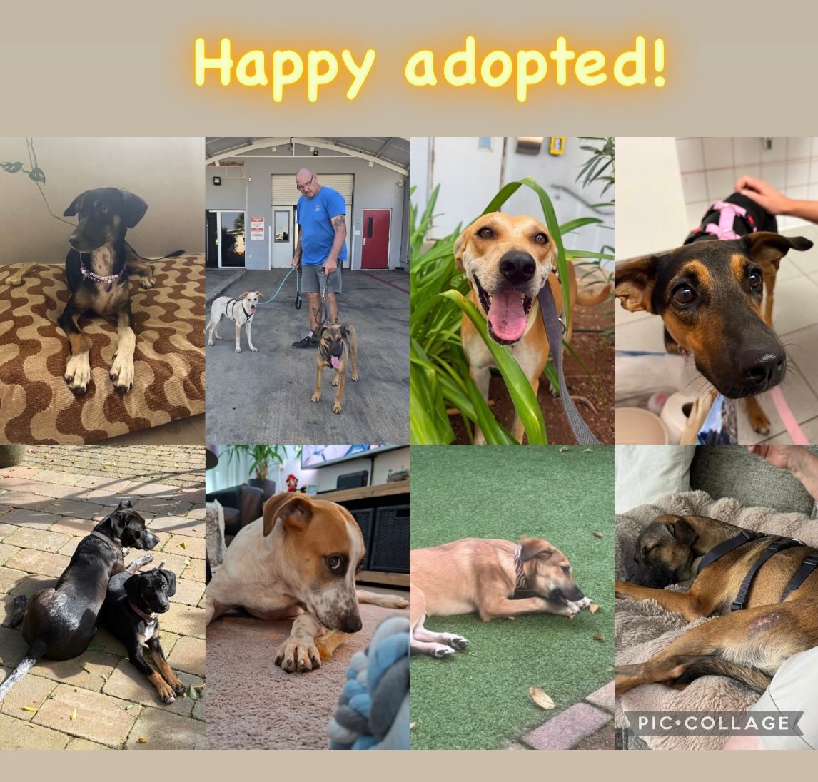 We’re thinking about all the dogs who recently flew to their forever homes. Seeing them happy, safe and loved in their new lives makes us incredibly happy. And thankfully, there are so many of them. ❤️
But we’re also thinking about the dogs who are already looking for another home.
Again.
As an adoption team, we do everything we can to prepare people for adopting a rescue dog. We explain what to expect. We talk about those important first weeks. About giving a dog peace, patience, time and trust.
A rescue dog needs time to land.
Time to understand this strange new world.
Time to learn that this new place is safe.
Time to finally feel at home.
So yes, things may be difficult at first. Your dog may be scared, insecure, restless or overwhelmed. Things may not go the way you imagined.
And no, that doesn’t always disappear within a few days.
So it hurts us when, after only a few days, a week or a month, we hear:
“This isn’t what we expected.”
“This dog doesn’t fit our family.”
“We can’t do this.”
“We want the dog gone.”
These dogs were rescued from the streets of Curaçao. Some were dumped, abandoned or even thrown out of cars. They were given a second chance.
Then they travel thousands of kilometres to start a new life. To finally belong somewhere. To experience love and give all that love back.
And then, before they’ve even had the chance to truly settle in, they have to leave again.
Why adopt a dog — especially a rescue dog — if you’re not prepared to give them the time they need?
Of course, sometimes there are genuine circumstances where rehoming is unavoidable. We know that.
But a difficult first week is not a failed adoption.
A scared dog is not a bad dog.
A dog that needs time is not the wrong dog.
Adoption means commitment.
It means adjusting your expectations.
It means patience when things aren’t immediately perfect.
These dogs have already been let down once.
Please don’t let them down again. ❤️
Think before you adopt.
#adoptastray #Herplaatsers #ThinkBeforeYouAdopt #rehome #saveastray rescuedog adoptdontshop