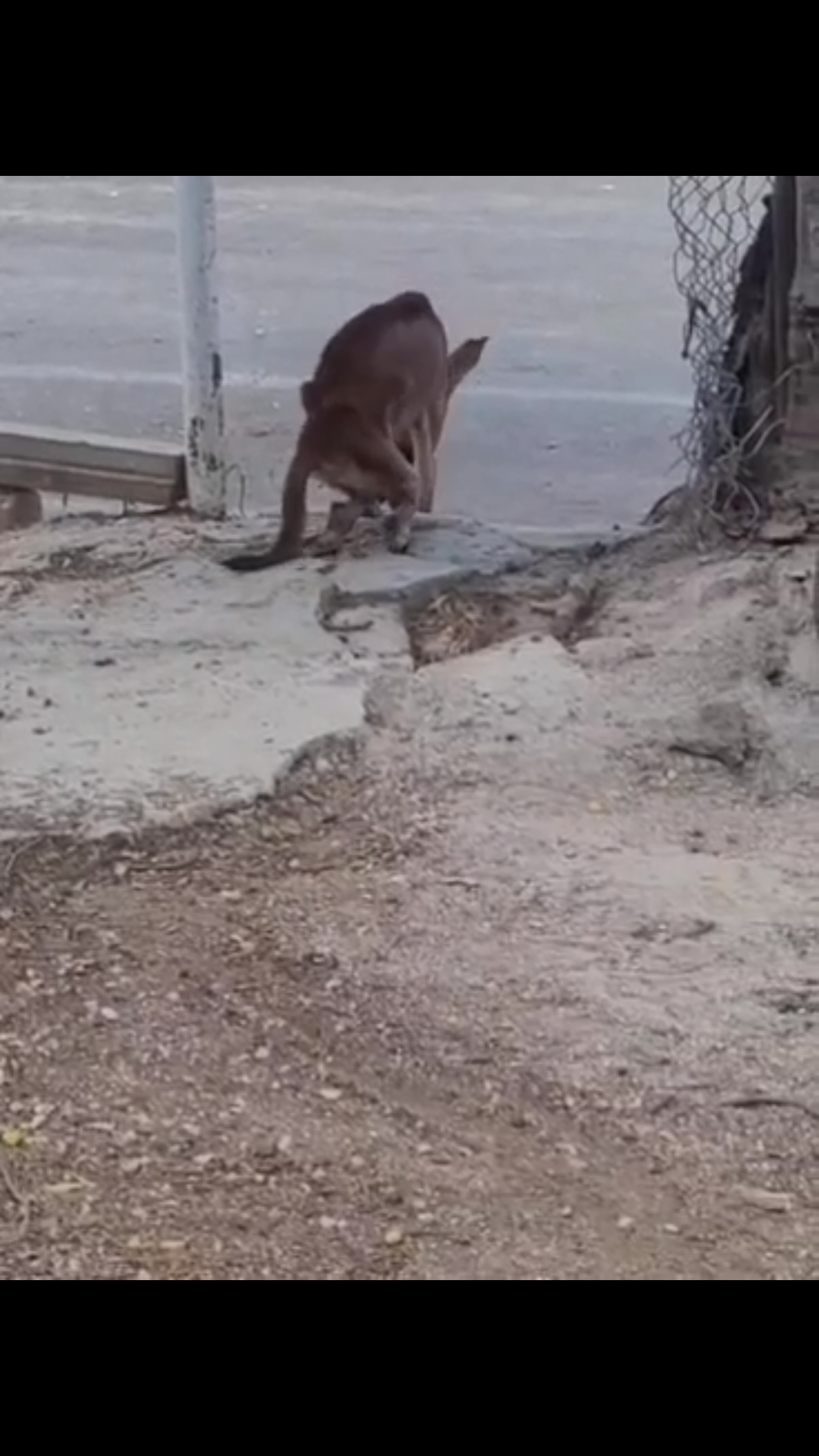 🚨🚨 WARNING: This is not an easy story to read. But this, too, needs to be told. This, too, is Rescue.

We received a report about a dog who could no longer walk. The video made one thing clear almost immediately: a broken back.

But nothing prepared us for his hind legs.
Or what was left of them.

One leg was gone up to the knee. On the other, the entire foot had been worn away.

The women who reported him had been trying to catch him for two weeks. But this poor dog, overwhelmed by unimaginable pain, would bite whenever anyone came near.

When we first arrived, he was nowhere to be found. What we did find were countless skinny dogs and mothers with heavy, sagging teats after yet another litter. The situation in this neighborhood is heartbreaking — and without a doubt, this will become one of our next spay and neuter projects.

Later we got the call: he was trapped inside a yard. Finally.

Once we got him into our van, the full horror became clear.

His hind legs had literally been worn away from dragging himself around. The wounds were open, infected and crawling with maggots. The skin around his penis had been completely scraped away.

How long had he survived like this?
Weeks? Months?

For this young, skinny little hero — our John Doe — help came too late. There was only one humane thing left to do: release him from his suffering. 💔

He is at peace now, on the other side of the Rainbow Bridge. 🌈🐾

And until someone proves otherwise, I will continue to believe in dog heaven.

Because if any dog ever deserved heaven, it was him.

We don’t share everything we see and experience every day. But this dog won’t leave our thoughts.

How could this happen in a busy, populated neighborhood?

Our hearts break… a little more each time. 💔

#TogetherForAnimals #SpayAndNeuter #SaveLives #AdoptDontShop #dogrescue
