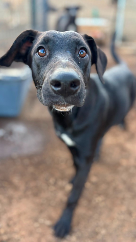 𝗠𝗲𝗲𝘁 𝗬𝗸𝗲! 🐾

Yke (8 months old) is a happy, playful puppy who loves life to the fullest! 🐶💕 She loves playing with other dogs and gets along well with everyone. Whether it’s running around, play-wrestling or exploring the world together, Yke is always eager to join in! 🐕

When meeting new people or exploring unfamiliar surroundings, she sometimes needs a little time to settle in. 🥰 But with a bit of patience and space, she’ll soon show you her true personality. Once Yke trusts you, she’s incredibly sweet and affectionate. Before you know it, she’ll become your very best friend! 

One of her favourite things? Water! 💦☀️ Yke absolutely loves a refreshing splash and will happily seek out water on warm days to cool off. 

Yke is looking for a loving home where she’ll be given the time and space she needs to feel comfortable at her own pace. 🏡❤️ In return, you’ll gain a loyal, happy and playful best friend for life! 

Will you give Yke the chance of a loving future? 🥹🐶 

#adoptdontshop #rescuepawscuraçao #rescuedog #westpointerofcuraçao #westpointer