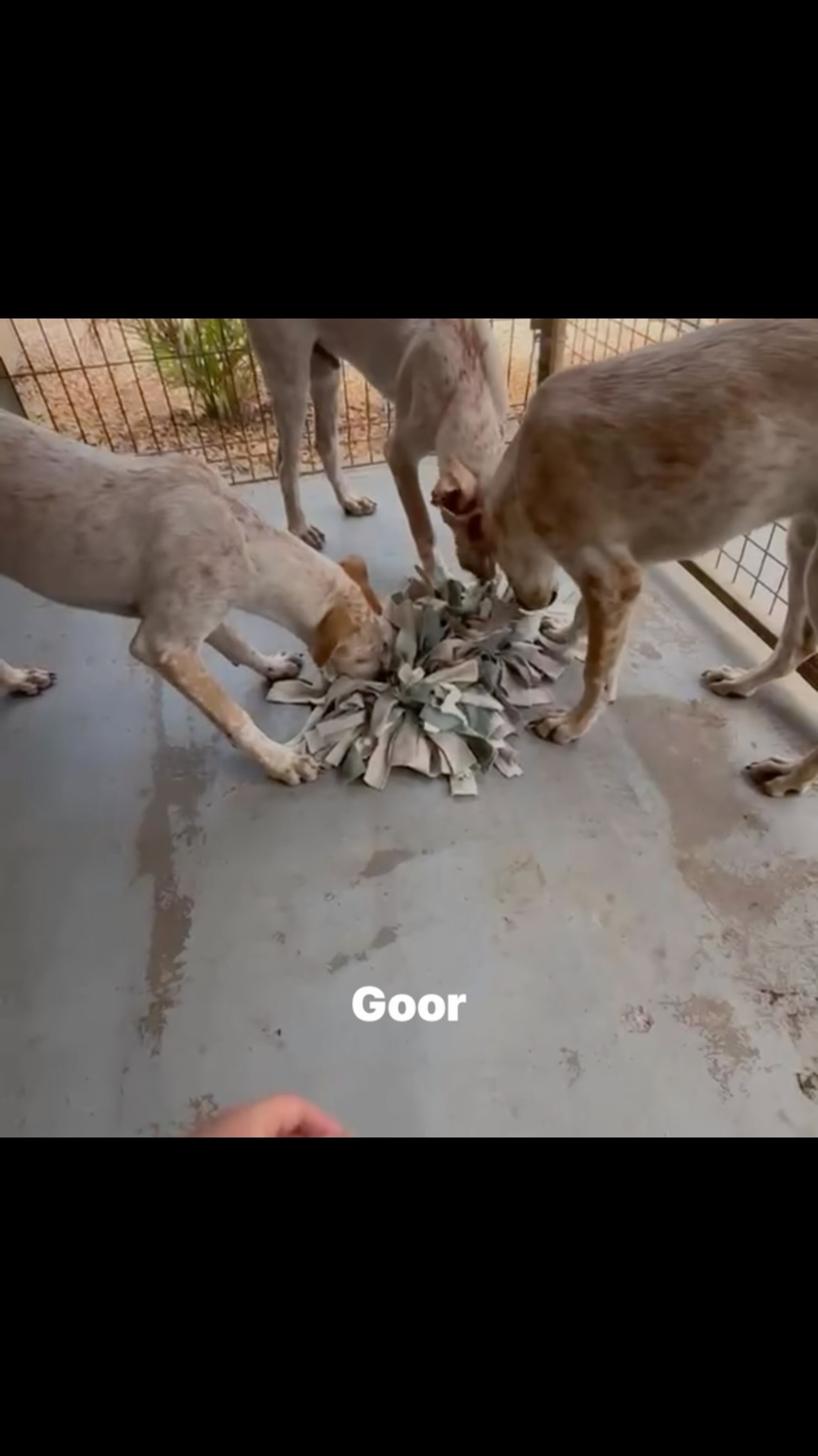 Today in the spotlight: Our Beautiful GOOR!  Goor’s mama chose the garden of a family in the Weto neighborhood as her new home. And as the perfect place to give birth! On February 7, 2026, Goor and his brothers and sisters were born. ❤️

Mama was welcome to stay, but understandably, all those puppies were just too much for the family.

After receiving wonderful temporary foster care, Goor, his brother Geer and sister Ellie moved to our Rescue Center on August 5.

And what an AMAZING trio they turned out to be! 🥰

HAPPY, FUN, GRATEFUL and SUPER SOCIAL! ❤️

And handsome too! Just look at those cheeky little eyes and his gorgeous, unique coloring with all those adorable tiny spots! Isn’t he absolutely irresistible? 😍

Recently, Ellie flew off to her forever home in the Netherlands, where she is doing absolutely fantastic!

Geer and Goor waved their sister goodbye with a little sadness in their hearts. Because that’s exactly what they’re dreaming of too. 🥹

A home of their own. Their very own toys. A soft, cozy bed. And most importantly, someone to love them forever. ❤️

And oh, how much these boys deserve that!

🐾 Could Goor’s forever bed be waiting at YOUR home?

Fill out our adoption form! It’s completely non-binding, and together we’ll see if you and Goor could be the perfect match! ❤️

👉🏻 https://rescuepawscuracao.com/nl/adoptieformulier/

#RescuePawsCuracao #Spotlight #AdoptDontShop #AdoptAStray #ForeverHome RescueDog CuracaoDogs GiveLoveGiveLife