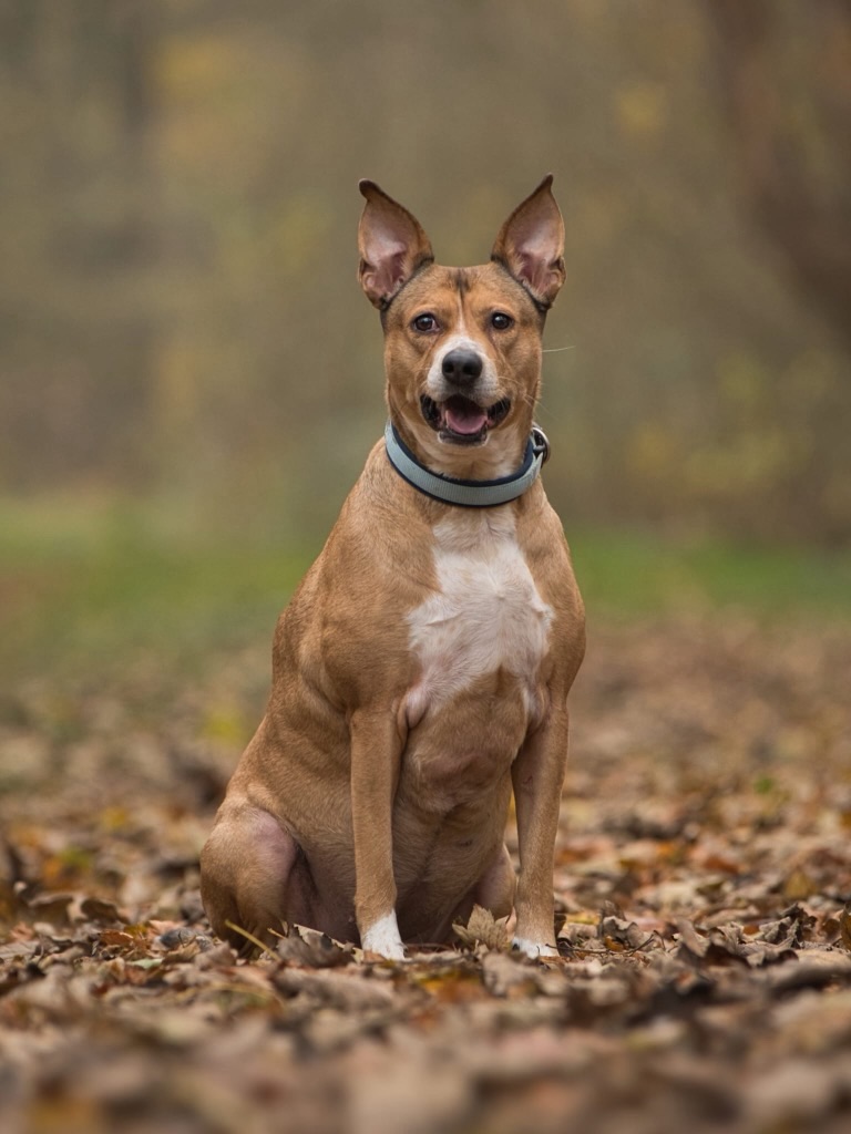 𝐈𝐍𝐃𝐘 𝐈𝐒 𝐋𝐎𝐎𝐊𝐈𝐍𝐆 𝐅𝐎𝐑 𝐀 𝐍𝐄𝐖 𝐇𝐎𝐌𝐄… 
Meet Indy! ❤️ This sweet, cheerful 9-year-old girl is still enjoying life to the fullest. Her story began in Curaçao, but she has been living in the Netherlands for many years. Sadly, due to unforeseen circumstances, Indy is now looking for a new, loving home. 🏡

𝐖𝐇𝐀𝐓 𝐌𝐀𝐊𝐄𝐒 𝐈𝐍𝐃𝐘 𝐒𝐎 𝐒𝐏𝐄𝐂𝐈𝐀𝐋?

✨ A happy, playful dog who loves attention and companionship.

🌳 She enjoys walks in the forest and playing with other dogs.

❤️ A loving cuddle bug who is also perfectly content relaxing on the sofa or in her bed.

🐾 An alert girl who likes to know who is coming in, but once she has had the chance to sniff and get acquainted, she is ready to claim all the attention!

Indy is a social, energetic and loving dog. She is looking for someone who enjoys going on lovely walks, playing together and giving her a warm place to relax and dream. 🥹💕

💌 Interested? Fill out an adoption form on our website!

👉 𝐅𝐎𝐑 𝐌𝐎𝐑𝐄 𝐈𝐍𝐅𝐎𝐑𝐌𝐀𝐓𝐈𝐎𝐍, 𝐕𝐈𝐒𝐈𝐓 𝐎𝐔𝐑 𝐖𝐄𝐁𝐒𝐈𝐓𝐄: 🔗 Link in bio

#rescuepawscuracao #adoptdontshop #adoptadog #indyislookingforahome  #dogforadoption