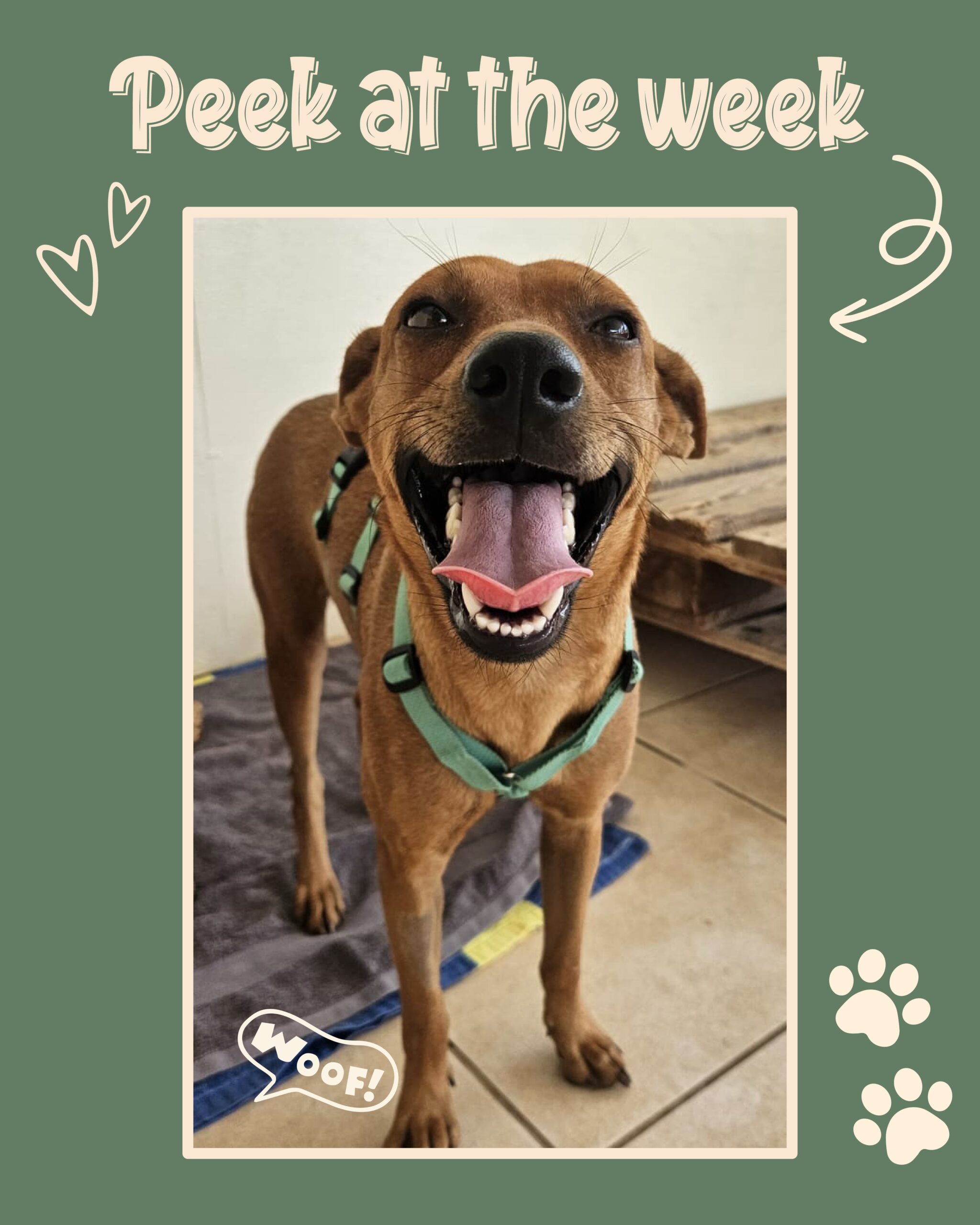 Peek at the week - Rescue Paws Curaçao 🐾

Swipe to see all of our stories! 👉🏻

🐶New dogs in town

New at the center are Diego and his sister Dante. 🐶

Croissant and brother Cupcake have also arrived at the center after being dumped at the gate. Since we couldn’t catch the last of the three, Chip was patiently waiting for us at the gate the next morning, before joining the RPC family too. ❤️

Radar and her daughter Jet are new and are staying with a foster family. Dash, Dyna, Cyli, Bumi and Chikita are also new and are currently staying with foster families. 💙

🏠Forever homes

Sweet Doppio and Duke have also made their way to their new families in the Netherlands. ❤️

Our showstopper Tati found Hato Airport quite overwhelming, but she has since arrived in the Netherlands, where she’ll be staying temporarily with Kathelijne as a foster. 🖤

Cheeto has moved to her new home on the island. 🫶🏼

Shu recently flew to the Netherlands, thinking she had found her forever home there. Unfortunately, it wasn’t the right match. But Shu has since continued her journey to Finland, where she has found her new home. 🙌🏻❤️

🐾 Paws on the road

Viva and Myla joined us for a trip to the water this week, and they absolutely loved it. A lovely chance to cool off their paws! 🏖️

Mans joined us for a little morning trip to the beach. 🌊🌞 A lovely way to cool off with his bum in the water!

Winnie enjoyed sitting on the lap of our volunteer Lida. Winnie is a real cuddle bug. ❤️

Zufi enjoyed all the little snacks brought by visitors while relaxing under the palapa. 🐾

🫶Support and help

Our student interns Channah and Iliana from Albert Schweitzer College completed their internship last weekend. Well done, girls! 🙏🏼🐾

💛Finally

Fester would like to thank everyone for all the yummy treats. ❤️🥰

To everyone who visited the center over the past week, made donations, adopted a dog, gave love and cuddles, or helped from afar: thank you! 🩷

Bon siman! 🫶