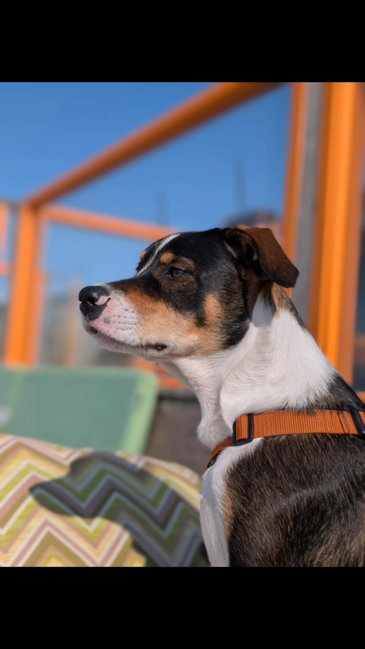 🐾 FROM BOUNCY LITTLE PUP TO PROFESSIONAL GARDEN DIGGER: WALLIE’S STORY 😂🩷

“I came, I saw, I dug a giant hole.” 🕳️🐶

Hi, I’m Wallie! 🐾

When I first arrived at my forever home, I was just a tiny puppy. These days, I’m a lanky teenager with bananas in my ears, a head full of ideas and enough testosterone to reach the moon. 😎

My hobbies? Splashing around in water 💦, collecting mud and turning the garden into one big archaeological dig. That hole? It can ALWAYS be deeper! 😂

But I’m also a giant cuddle bug. ❤️ I go on holiday with my family, give out endless love and have well and truly found my place in their hearts.

Getting to my new home was quite an adventure. Snowstorms, delayed flights and unexpected circumstances meant my journey took longer than planned. But the team at Rescue Paws Curaçao did everything they could to get me to my family. And when we finally met? Love at first sight! 🥹💕

The support didn’t stop when I arrived, either. Puppy biting and teenage antics can be challenging for dogs AND humans! With the help of great coaches, my humans learned to understand me better, and we learned how to communicate with each other.

Because adoption doesn’t end when a dog arrives home. It’s the beginning of learning, growing and enjoying a lifetime together. 🏡❤️

A huge thank you to Rescue Paws Curaçao for bringing us together and supporting us along the way. You’ve enriched our lives with this sweet, cheeky, mud-loving SuperWallie! 🩷

Lots of love,
Wallie and my humans, Eefje & family 🐶

✨ Adopted a Rescue Paws dog too? We’d love to hear your story! Every adoption has a happy tail worth sharing. 🐾

#RescuePawsCuracao #AdoptDontShop #HappyTails #RescueDog #foreverhome