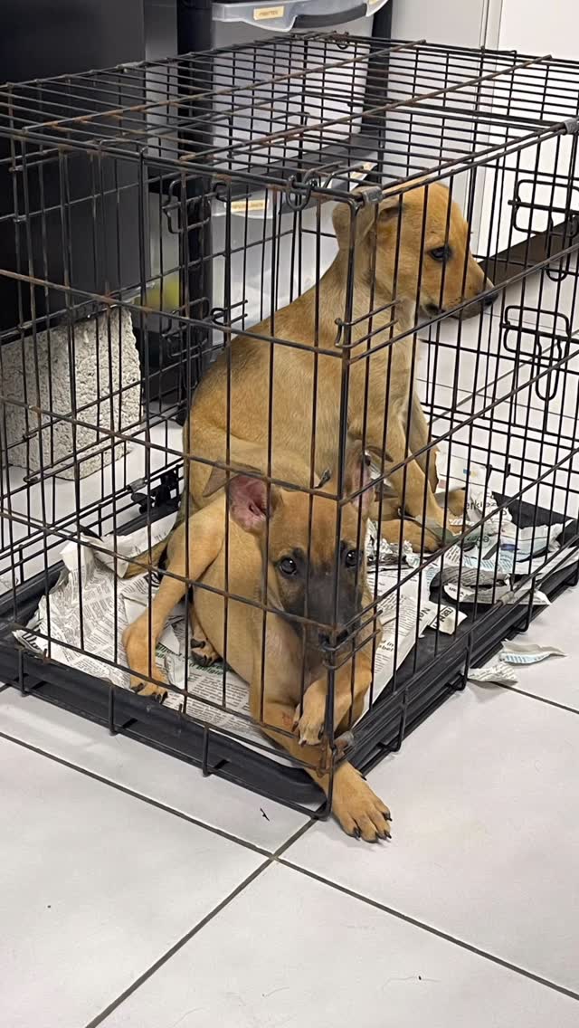 𝗘𝗔𝗦𝗧𝗘𝗥 𝗔𝗣𝗣𝗘𝗔𝗟: 𝗪𝗘 𝗥𝗘𝗔𝗟𝗟𝗬 𝗡𝗘𝗘𝗗 𝗬𝗢𝗨 𝗥𝗜𝗚𝗛𝗧 𝗡𝗢𝗪! 🐣💛

While many people are enjoying Easter, we’re facing a big problem… 😔 The schedule at the rescue center is full of gaps because we have a serious shortage of volunteers. Too few helping hands, while the workload is only increasing… 💔

𝗧𝗛𝗜𝗦 𝗛𝗔𝗦 𝗦𝗘𝗥𝗜𝗢𝗨𝗦 𝗖𝗢𝗡𝗦𝗘𝗤𝗨𝗘𝗡𝗖𝗘𝗦:
💪 More pressure on the volunteers who are there
📋 We are less able to take in new dogs, while the waiting list keeps growing
🐾 Less time for walking and socialization

Simply put: less care, less attention, and fewer chances for these dogs. And we really don’t want that to happen. That’s why we’re making an urgent call… 🙏

𝗛𝗢𝗪 𝗖𝗔𝗡 𝗬𝗢𝗨 𝗛𝗘𝗟𝗣? 👇
✔️Puppy round (afternoon)
✔️ Walking the dogs (Mon–Thu in the morning)
✔️ Helping at the center
✔️ Helping in our shop on weekends

You’ll be part of a dedicated and friendly team of volunteers. And trust us: this is incredibly rewarding work, you’ll get so much love in return 🐶💛

🔥 Can you help just a few times? We’d already be so grateful!
🔥 On vacation in Curaçao? Come join us for a morning or a walk 🫶

Every extra pair of hands means more love, attention, and movement for our dogs. 🐾

📩 Send us a DM if you’d like to help or want more information

#rescuepawscuracao #volunteersneeded #puppylove #dogrescue