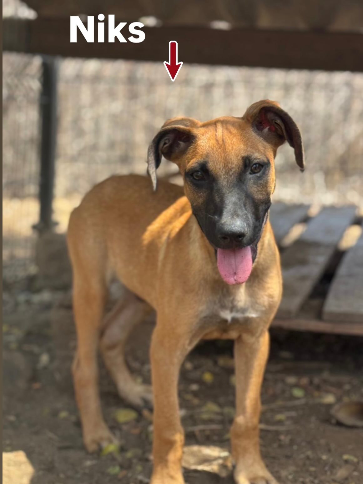 Today in the 🌟 spotlight 🌟
🐾 NIKS 🐾 & 🐾 OLEF 🐾
Two absolute cuties!
Imagine this… you arrive at the shelter with all your siblings. So many lovely people visit. You try your best, show your sweetest face… but somehow, you’re never the one chosen 😓
Now it’s your time! ❤️
You deserve a loving home, with all the attention and cuddles just for you. That’s why today, you’re in the spotlight!
NIKS – 20 weeks old
A sweet, social boy. Grateful, cuddly, and playful.
OLEF – 16 weeks old
A cheerful, social pup. Loves attention, playful, and full of energy.
Already in love? We get it 🥹
Want to know more or see more of them? Fill out the adoption form (no obligation), and we’ll see if it’s a match!
👉🏻 https://rescuepawscuracao.com/nl/adoptieformulier/
#adoptdontshop #rescuedog #curacaodogs #foreverhome #straydog saveastray