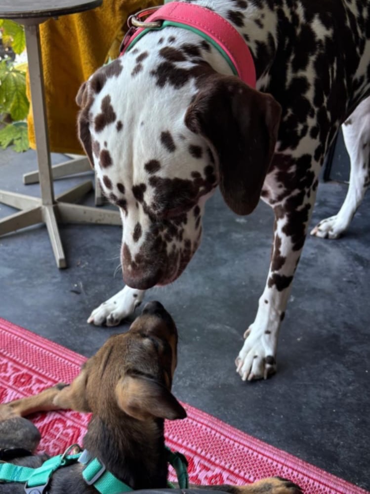 𝗛𝗼𝘄 𝗶𝘀 𝗕𝗶𝗱𝗮 𝗱𝗼𝗶𝗻𝗴? 🐾

Before our vacation to Curaçao, we had already made a list of things we absolutely wanted to do and see on the island. As true dog lovers, we definitely wanted to visit Rescue Paws Curaçao 🐶 and maybe even spend a few mornings volunteering there.

Once we arrived, we were given a tour and were impressed from the very first moment. What an amazing organization, and the work you do is truly incredible! ❤️

At the end of the tour, we were shown a palapa where four puppies were being cared for after being found on a small soccer field near Willemstad. The moment we arrived at the palapa and started cuddling the puppies, we were completely sold! 😍 The way Gabriel looked at us was simply irresistible.

The only question on our minds was whether things would go well with our Pepper — a 40-kilo Dalmatian and one big bundle of muscles 💪🐕. Still, we decided to adopt Gabriel and gave him the name Bida.

We were lucky enough to take him home with us on our return flight ✈️🏡. Once we got home, we introduced Pepper and Bida to each other outside first, which thankfully went very well. And things are still going great between the two of them ❤️. Sometimes they play a little too rough, but Bida — clever as he is — always knows how to find a spot under the table where his big brother can’t reach him 😄.

Every single day, we are happy that we made the decision to adopt Bida. From the very beginning, the guidance and support, both in Curaçao and in the Netherlands, were absolutely perfect 🙏. Bida is sweet, funny, beautiful, and truly an enrichment to our family. 

#adoptdontshop #rescuepawscuraçao #rescuedog #westpointerinthenetherlands #westpointer