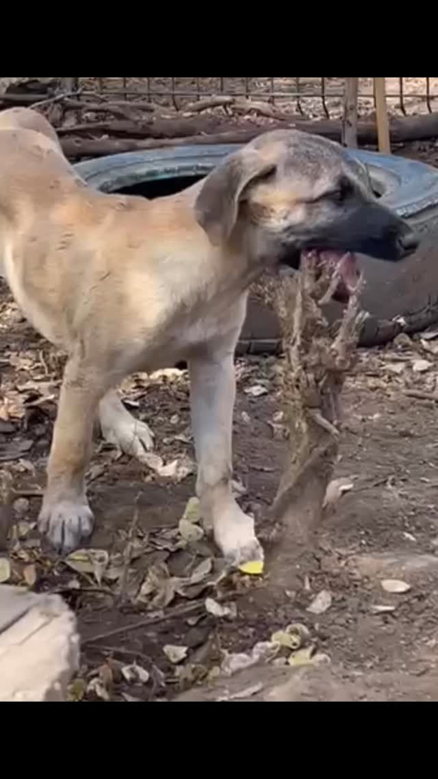 🐾 Spotlight on CLYDE 🐾
“Hi! I’m Clyde. My sister Bonnie and I were born on December 1st. Life didn’t start easy for us, but on March 6th we moved to the rescue center — and wow, what a party! Lots of dog friends, tasty food, cuddles, and people to play with (my favorite 😍).
Bonnie already found her forever home, and I hoped my turn had come too… but sadly, my adoption didn’t work out. I was sad for a little while, but now I’m wagging my tail again and ready to find MY person! 🐶
I’m sweet, social, playful, and can entertain myself with sticks, leaves, and pretty much anything I find 😅. I also LOVE mud… they sometimes call me a little piggy 🐷😂
I’m healthy, chipped, vaccinated, rabies-ready, and all set to fly to my forever home ✈️
And yes… I know I’m handsome too 😉”
Fell in love with Clyde? Apply here ❤️
👉🏻 https://rescuepawscuracao.com/nl/adoptieformulie