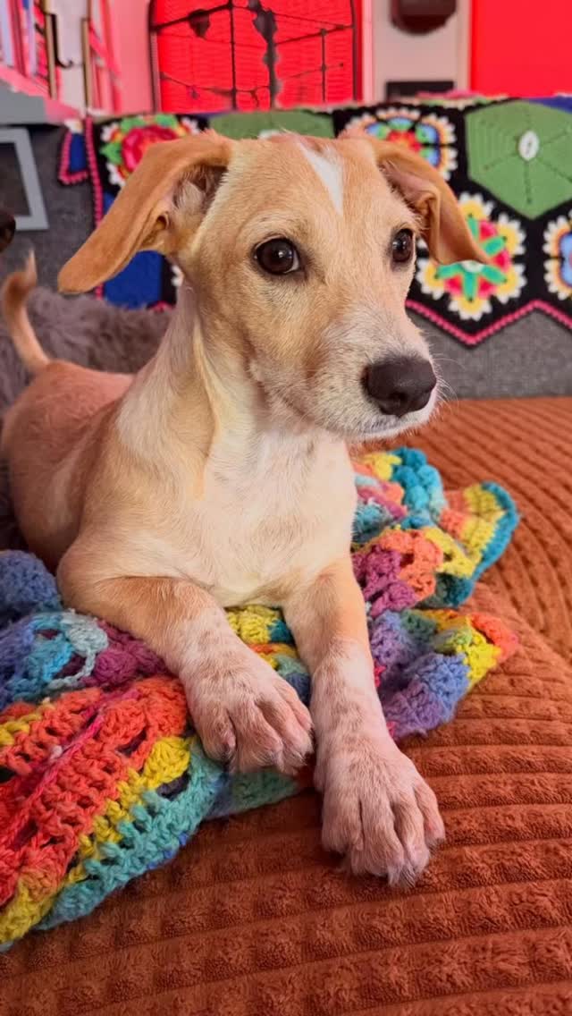 🩵🐾 FROM RESCUE PUP TO WORLD TRAVELER — PIM IS HOME! 🇨🇼✈️🇳🇱

Sometimes a little dog crosses your path and you instantly know: you belong with us. 🩵

Pim arrived at the Rescue Paws Center in Curaçao as a tiny puppy. Our granddaughter is currently volunteering there, and when she introduced us to Pim, we immediately fell in love. 🥹🐾

Then came the waiting… until he was old enough, until everything was arranged, and a little longer when his journey was postponed.

But last Saturday, the big day finally arrived: Pim came home to the Netherlands! 🇨🇼✈️🇳🇱

And our little world traveler is doing amazingly well! He’s house-trained, sleeps peacefully in his crate, eats well and is happy, playful and incredibly sweet. 🩵

There is still so much to discover. The dishwasher is strange, the TV is fascinating and the robot vacuum… well, Pim still isn’t quite sure what kind of creature that is. 😂

He and our dachshund became friends immediately. With Bowie, our shepherd, they needed a little more time, but every day brings progress. Walking on a leash is still scary, so we’re taking things slowly. No rush, everything at Pim’s own pace. 🐾

Most of all, we want to say THANK YOU. 🩵

To everyone at Rescue Paws Curaçao: thank you for giving Pim so much love and care from the moment he arrived. Because of you, this little boy got the start in life he deserved.

And thank you for everything you do, every single day, for so many animals who desperately need you. 🐾

Pim is home. His new life has begun, filled with love, cuddles and new adventures. 🩵

From Curaçao to the Netherlands.
From rescue pup to little world traveler.
From rescued… to HOME. 🏡🐾🇨🇼🇳🇱

From the bottom of our hearts: thank you for our Pim. 🩵

#RescuePawsCuracao #RescueDog #AdoptDontShop #RescuePup #Adopted ForeverHome CuracaoDogs RescueDogs HappyEnding FromRescueToHome