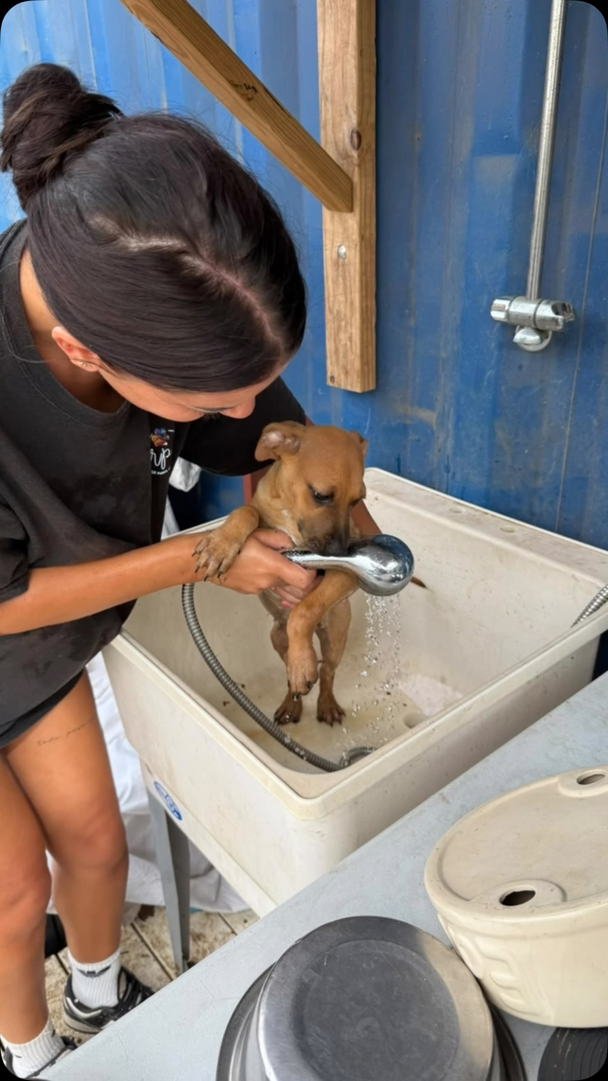 🐾 𝗛𝗘𝗟𝗣𝗜𝗡𝗚 𝗣𝗔𝗪𝗦 𝗪𝗔𝗡𝗧𝗘𝗗! 🐾

Would you love to make a difference for the dogs of Curaçao while spending a fun and meaningful morning or afternoon with a great group of people? 💕 Then we’re looking for you!

At Rescue Paws Curaçao, we can always use some extra helping hands to care for our dogs. Whether you live on the island or you’re visiting on vacation, your help can make a real difference! 🐶❤️

✨ What can you help with?
🐾 Feeding the dogs
🧹 Cleaning kennels
🥰 Cuddling and socializing puppies
🚶‍♀️ Taking the dogs for walks

And the best part? You’ll be working alongside an enthusiastic group of volunteers. It’s not only incredibly valuable, but also lots of fun! 🥰

🌅 Morning shift: 8:30 AM – 12:00 PM
🌴 Puppy round: 4:30 PM – 6:00 PM

Besides the daily care, there are also plenty of other ways you can help us, such as:

🩺 Taking dogs to the vet
🛒 Running errands
✈️ Bringing dogs to Hato Airport
📸 Taking photos and videos of our dogs for potential adopters and social media

🐶 WHO ARE WE LOOKING FOR?

We’re looking for enthusiastic dog lovers aged 16 and over who would like to lend a helping hand. You don’t need any specific experience or background. If you love dogs and want to make a difference, you’re more than welcome! ❤️

Maybe you recognize yourself in one of these profiles:

🌺 I live on Curaçao and would like to come and help at least three times.

☀️ I’m visiting Curaçao on vacation and can come and help at least three times during my stay.

Every time you come and help, you make a difference in the lives of our dogs. 🐾💛

👀 Curious to see what a day as a volunteer looks like? Check out the video!

Would you like to become part of our Rescue Paws volunteer family? 🐶💝 Please contact us! 

#adoptdontshop #rescuepawscuraçao #rescuedog #westpointerofcuraçao #westpointer