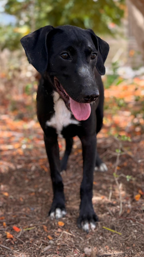 🚨 SEEKING: SOMEONE WITH SUPER-STRONG BELLY-TICKLING FINGERS! 🐾❤️

Meet Remmie! 🐶
9 months young, a heart full of love, and one very important rule in life: NEVER STOP THE BELLY RUBS! 😂❤️

Do you stop petting him? Remmie simply places his little paw on you. Message received: KEEP GOING, HUMAN! 🤭🐾

But this handsome teenager is so much more than a professional cuddle expert! 🥰

🐕 Friendly with other dogs
⚡ Happy, playful & energetic
🌱 Learning to walk nicely on a leash
🕳️ Loves running, playing & digging
🤗 And afterwards? Snuggling right up against you!

Sadly, Remmie’s story didn’t start happily. He and his siblings lived together in a garden in Souax, Curaçao. There were ten of them, but heartbreakingly, not all of them survived. 💔

Thankfully, Remmie is a little fighter! He’s growing up at our rescue center and is now ready for the most beautiful chapter of his life: a loving family, a home of his own, and endless cuddles. 🏡❤️

🌍 Remmie is available for adoption worldwide!
🐾 You can also support him through our distance sponsorship program.

💌 Fallen in love with this adorable cuddle bug? Don’t wait! Fill in an adoption application and give Remmie the future he deserves.

Who will offer this happy boy his own sofa, a garden to explore, and, most importantly… a full-time belly-rubbing service? 🥹❤️

📩 PLEASE SHARE and help Remmie find his forever home!

#RescuePawsCuracao #AdoptDontShop #AdoptRemmie #RescueDog #DogAdoption 🐾❤️