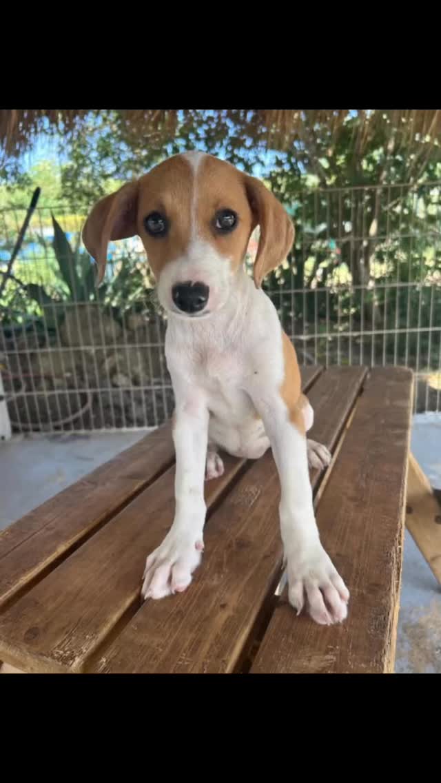 🐾 𝕌𝕡𝕕𝕒𝕥𝕖 𝕗𝕣𝕠𝕞 𝕋𝕖𝕕𝕕𝕪 (𝕗𝕠𝕣𝕞𝕖𝕣𝕝𝕪 𝕂𝕒𝕪𝕒) – 𝕗𝕣𝕠𝕞 ℂ𝕖𝕟𝕥𝕖𝕣 𝕡𝕦𝕡 𝕥𝕠 𝕓𝕖𝕝𝕠𝕧𝕖𝕕 𝕗𝕒𝕞𝕚𝕝𝕪 𝕞𝕖𝕞𝕓𝕖𝕣 💛

Hey there! It’s me, Teddy!
You might remember me from last summer: together with my 8 brothers and sisters, I came to the RPC center as a little pup. Sadly, one of my brothers passed away back then, but all of the others have now found a loving home. ❤️✨

And look at me shining in my new family! My adopters sent us a beautiful update: I’m doing super well. I’m a huge cuddlebug and absolutely love being close to my humans — even during cooking I climb onto a chair just to be near them. Outside, I’m getting braver every day; in the beginning everything was scary and I barked at almost anything, but step by step I’m gaining confidence. My family is so proud of me! 🤎

And the best part?
I have a best friend at home: their other dog. We’ve truly become friends for life. 🐶❤️🐶

The adoption process also went very smoothly. Chantal was there for all their questions in the first few weeks, which helped a lot.

Thank you Frederike & Jeffry for this lovely update — and for all the love I receive every day. 💛

Paw from Teddy 🐾 ✨