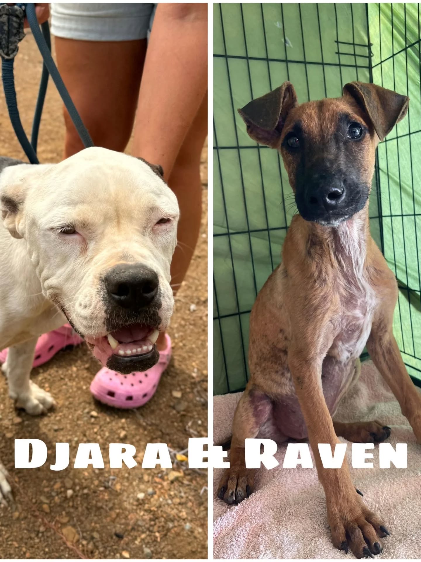 🐶 Peek at the week - RPC

😌 Extra love
Gus, Udo and Everon enjoyed lots of extra pampering this week during visits under the palapa. Cuddles, attention and all the love just for them 🩷

🐾 Paws on the go
Our little Fem has been adopted but still has to wait a bit before she can fly. The adopter’s sister, who lives on the island, picked her up for a sleepover. They had the best time playing, cuddling and having loads of fun ❤️

🏠 New homes
Many of our sweet ones traveled this week to their forever homes ✈️🐾
Bennie and Chuco flew to the Netherlands and both found loving homes 🤍🇳🇱
Bentley left for Canada, British Columbia, where his new adventure has begun 🇨🇦🧡
Our dear Ut packed his bags for Belgium and was warmly welcomed by his new family 🇧🇪🤍
Jop, Rocky, Patty and Tiffy are staying in sunny Curaçao with their own families ☀️🇨🇼
And sweet Villy found a beautiful forever home in Germany 🇩🇪💛

😎 New kids in town
We welcomed several new sweethearts to the center this week 🐾
Welcome to the L-pups: Lotus, Limoen, Lemon and Lelie!
Djara is new with us and still needs to gain strength, as she is very underweight. Once she’s stronger, we’ll calmly look for a suitable home for her 🫶🏻
The M-pups have also arrived: Miep, Mien, Mans and Melis – what little cuties 🐶
We also welcome Raven, a very special pup. For now, Raven lives life as a boy, but is also partly a girl. He is likely hermaphrodite. We are monitoring him closely and giving him all the care he needs 💛

🐶 Sterilizations
Behind the scenes, we were busy again this week with sterilizations – 29 in total! Every step counts in the fight against animal suffering on Curaçao 🐾💪

🤝 Support & visits
Hellen, thank you so much for all your help during this stay – see you again in April 🤍
Anna, thank you for all your support, we truly appreciate it 🫶🏻
The sponsorship was already there, only the sign was missing. Gevelrenovatie Zuid-Holland, thank you for your support 🙏🏼🐾❤️
And once again, we welcome a new sponsor: thank you for your support, Sabrina 💛

💛 Other updates
Our dogs continue to work daily on their social skills, thanks in part to visitors and volunteers. Want to help too?