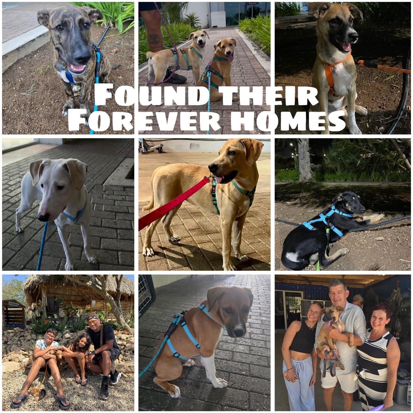 Peak at the Week – Rescue Paws Curaçao

😌 Extra love
Jiska enjoyed cozy couch time with snacks, and Jake & Everon soaked up all the cuddles — living the good life!

🐾 On the move
Gaby, Jiska & Juun hiked to the Santa Marta viewpoint 🧡
Betty joined for lunch (yes, with her frikandel 😄). Team Frikandel? Betty is still looking for her forever home! ❤️

🏠 New homes
Jup & Raven found loving homes on Curaçao 💛
Caramel, Gio, Harper, Hind, Fem, Fie & Umay flew to the Netherlands to start their new lives 🇳🇱🤍
And power girl Libby took off too after an incredible recovery journey 🧡

😎 New kids in town
New pup groups: the N-pups, O-pups and P-pups 💕
Nala & Huub joined foster, and Fredje is ready for a warm, loving home 💛

🐶 Sterilizations
14 sterilizations this week — every single one counts 🙌🏼

🤝 Support
Welcome to our new sponsor BT-dakbedekkingen 🙌🏻
Special visit from Mees 💙
Thank you Tisha & Nanne — and Merry who’s flying after them 💛
Beautiful donations from Cato’s Studio and a stunning photo album from Tim 😍
LionsDive market ✔️ and Maud went ziplining 😎🌴

Thank you for all the love, support, visits & adoptions 🤍🐾 @catosstudio @hofimangopark