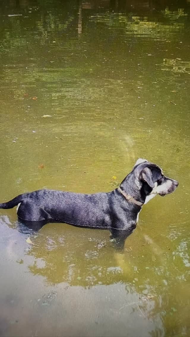 In our series “How are you doing now…”
sweet 🐾🐾 Pepijn 🐾🐾

Together with his sisters Pita and Pam, he arrived at the Rescue Center in November 2024. In May 2025 he moved to his forever home in the Netherlands, where he continues life as Sam. 💛

His lovely adopters share honestly and realistically that it wasn’t always easy—and the beginning was quite nerve-wracking. We are incredibly grateful for the love and patience they have given (and still give) Sam, allowing him to grow every day into the beautiful, gentle boy he is:

“Sam has been with us for just over 5 months now, and he’s doing really well! He arrived in the Netherlands when he was 8 months old. Picking him up at Schiphol was very exciting: what would he be like, had everything gone well? We had already heard before the flight that he was very anxious, so we prepared for the worst. When we saw him, he was curled up in his crate. We managed to get him out, but he was so scared that he wouldn’t move a paw. In the end we lifted him and carried him to the car. Once in the back of the car, he relaxed a little.

Everything was new to him. He growled at his reflection in the windows, peed in the house, was afraid of the TV, startled at everything, and didn’t want to walk outside. It really took some time before he relaxed at home and before we could take him out for walks. He bonded fairly quickly with me, and as long as I was nearby and walked him, things were okay. That was sometimes difficult for my husband, because Sam refused to walk with him for a while. It’s clear that Sam has some difficulty with men.

With people he’s not immediately enthusiastic and doesn’t like to be touched—or only with difficulty—although this has improved a lot. We experienced the adoption process and guidance from Rescue Paws as very pleasant. We were kept well informed, received regular photos, and even after Sam arrived, they frequently checked in on how Sam—and we—were doing. We could ask all our questions and look back on this very positively. Compliments for all the work you do to give every dog a loving home and for how you guide new adopters!” #adoptdontshop #rescuedog #westpointers #saveastray #saveastraydog
