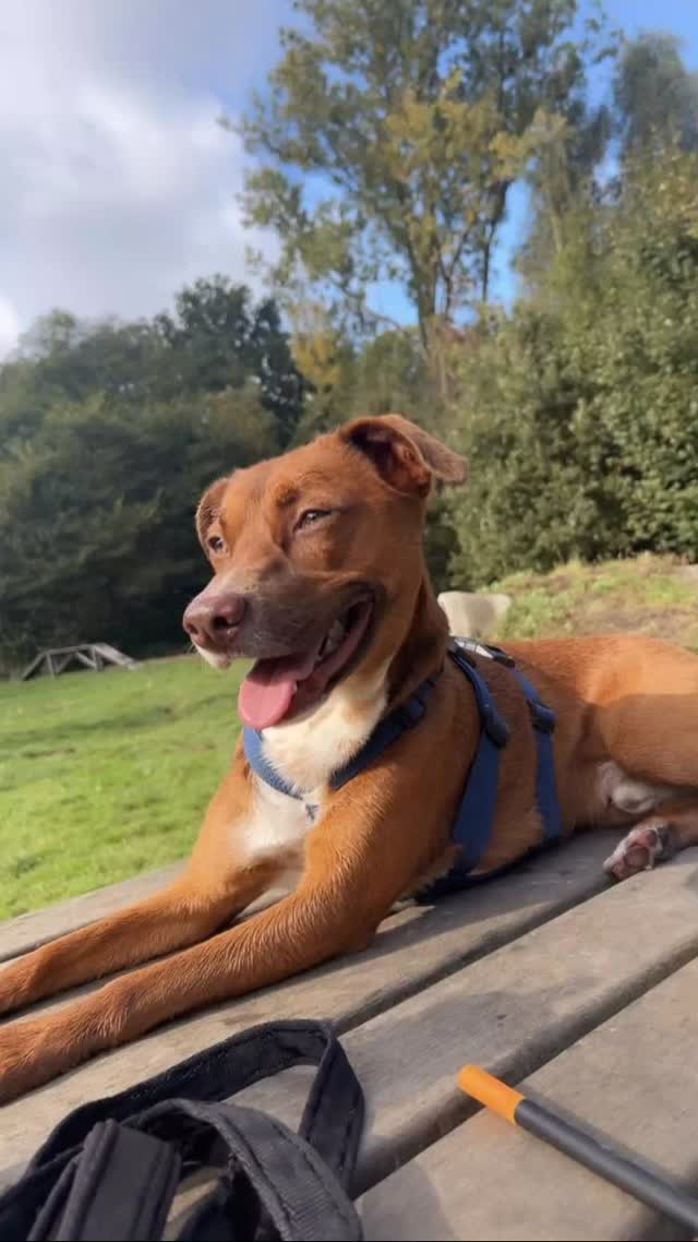 How is Guus doing now? 🐾💙

It’s almost impossible to describe how happy and grateful we are for Guus! 🥹 From the very first moment we got in touch, we felt so supported and knew he was in loving hands. The 3x3x3 rule turned out to be completely true: it took some getting used to at first, but very quickly Guus felt at home 🏡

After 3 months he was fully himself – his tail couldn’t be higher during walks! 🐕✨

Guus is smart, sweet, funny, and a real social butterfly 🐶💫 He loves everyone: people, dogs, and cats ❤️ And yes… treats are definitely the way to his heart 🍖😉

When we’re out on a terrace, he loves jumping onto our laps to be part of everything ☕🐾 and in the car he prefers the passenger seat to make sure everything is going smoothly 🚗😂

In the evenings he’s completely worn out, cuddling on the couch 🛋️💤 and in the mornings he happily jumps on the bed for his first cuddles 🌅💛

He truly is our buddy… we couldn’t wish for a better dog! 🥹🐾

We’re incredibly grateful and wish every dog a loving home like this ❤️🏡

Love, Rick & Irma and a paw from Guus 🐾💙 #adoptdontshop #rescuepawscuraçao