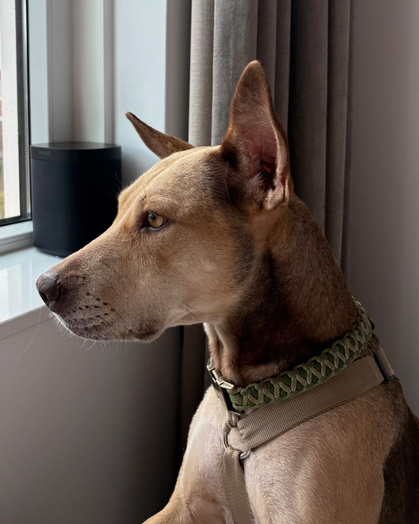 𝗛𝗼𝘄 𝗶𝘀 𝗦𝗮𝗺𝗺𝘆 𝗱𝗼𝗶𝗻𝗴? 🐾

I am a volunteer at Rescue Paws. For several years now, I have been picking up dogs from Schiphol Airport to bring them later that day to foster homes or their new owners. 🐶✈️

In November 2024, we met Sammy in Curaçao. She had been found two weeks earlier at Porto Marie, and I fell in love with her instantly. ❤️

At the end of our holiday, we decided to foster her in the Netherlands, which quickly turned into a foster failure. Fortunately, my parents wanted to adopt her. 🏡

In the Netherlands, Sammy showed different behavior. She tried to lunge at visitors in our home and at other dogs while on the leash outside. With the help of a behavior specialist and in consultation with the vet, she now receives a mild pain reliever daily, which helps a lot. 💊

With us, she is incredibly sweet and calm. She can stay home alone well and enjoys car rides. 🚗
Outside, she walks off-leash where possible and happily runs through the fields. 🌾

She loves learning and attends training classes. We see clear progress and have adjusted our expectations. We have not regretted our decision for a moment. Sammy is truly our family dog and still spends a few days with me almost every week. 🐾

Love,
Johanneke & Leroy
and the adopters Hanneke & Jo