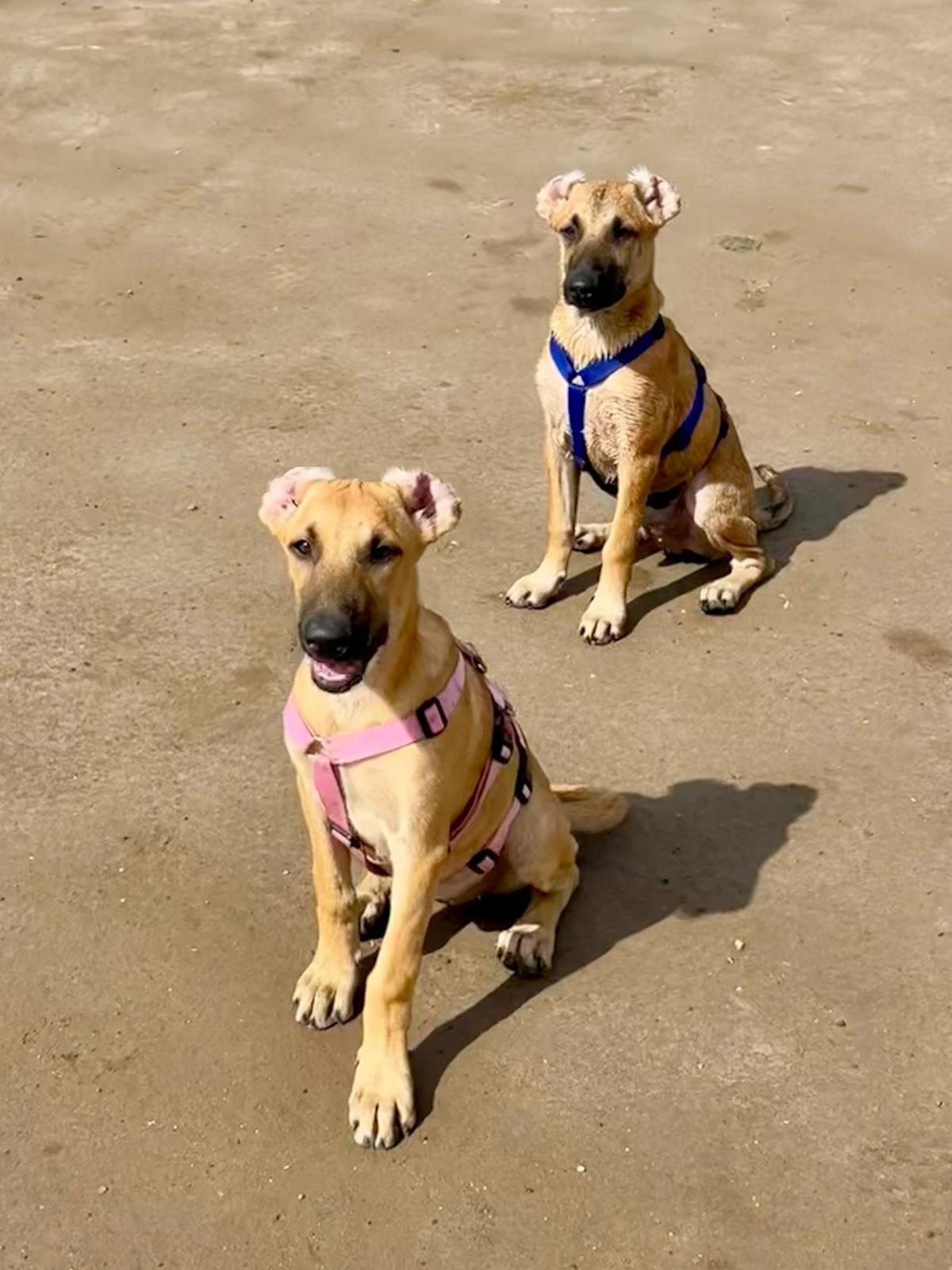 𝗪𝗲 𝗮𝗿𝗲 𝗹𝗼𝗼𝗸𝗶𝗻𝗴 𝗳𝗼𝗿 𝗪𝗶𝗸𝗸𝗶𝗲𝘀 𝗳𝗼𝗿 𝗼𝘂𝗿 𝗰𝗲𝗻𝘁𝗲𝗿 🐾🦮

We are specifically looking for Wikkies harnesses – all sizes are welcome, but we especially need sizes 2 and 3! 💪🏼

Would you like to help? 💛
You can order a harness yourself via Wikkies and send it to us. Within the Netherlands, it can be shipped to a collection point (in consultation). If you’re located elsewhere, please send us a message so we can explore the options together.

✨ Even better: with every order via Wikkies, you get 10% off and €1 will be donated to RPC.
Use the code: 𝗥𝗣𝗖𝟭𝟬

Thank you so much for your support 🙏

#rescuepawscuraçao #wikkieshondentuigjes #adoptdontshop #westpointerofcuraçao