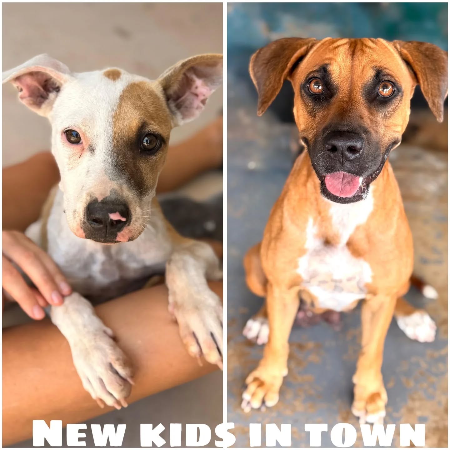 🐶 Peek at the week – Rescue Paws Curaçao

😌 Extra attention
Pinkie enjoyed all the extra attention under the palapa this week and even went on a little snack hunt in between 🤭

🐾 Paws on the move
Purple got to spend a lovely morning at the beach 💜
Janneke joined for a swim and enjoyed being taken around on the boat 🥰

Hans also got to enjoy some time in the water this week 🤗

🏠 New homes
Melis and Peerke left today for their fosters in the Netherlands! ✈️
But of course not before turning the airport garden into RPC Landscaping Services 🐾🌱

Olana, Brakkie, Lao and Goldie also left for their new homes 💕

Jiska moved from her foster home in the Netherlands to her forever home 🧡

😎 New kids in town
New at the center: Cactus 🌵
She was found all alone stuck in a cactus and covered in thorns… which is how she got her name 🥺

Also new at the center: Lora 💕
She was dumped at the gate of RPC.

Nino, Nox, Zofia, Novi, Jip and Janneke have all moved to their fosters 🩷

And little Ash got to go home with our Loes 💕

🤝 Support & visits
A huge thank you for all the lovely visits, help and donations this week 🧡

#RescuePawsCuracao #RescueDog #AdoptDontShop #DogRescue #ForeverHome