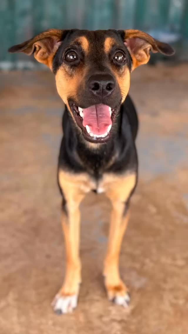 🐾 Meet Yaim 🐾

Some dogs arrive quietly… but carry a story that truly touches your heart. That’s Yaim. 💛

Yaim is a 2-year-old girl who was found near Sint Joris Bay. She was extremely thin, very insecure, and clearly afraid of the world around her. Thankfully, she was taken in by loving fosters, where she experienced peace and safety for the very first time.

Yaim is currently staying at the rescue center of Rescue Paws Curaçao, but because she is still so insecure, she is being kept separately in quarantine — and that is very hard on her. The busy environment of the center makes her unhappy. She eats poorly and tends to withdraw. What Yaim truly needs is a calm environment where she can finally feel safe. A local foster family or a loving home on Curaçao would make a world of difference for her. 🙏

Despite everything, Yaim is an incredibly sweet dog. She longs for human connection, but at the same time still finds it a little scary. If you give her time, peace, and patience, you will slowly see her blossom. First carefully coming closer… then enjoying gentle pets… and eventually going on walks together and building trust. 🐶✨

She gets along well with other dogs, and her caregivers see small steps forward every single day. Behind her insecure eyes is a soft, loving girl who wants nothing more than to be loved.

💛 For Yaim, we are looking for a calm and loving home or foster family where she can continue to grow at her own pace and discover that the world can also be a safe place.

Interested in adopting or fostering Yaim on Curaçao? Please contact us.