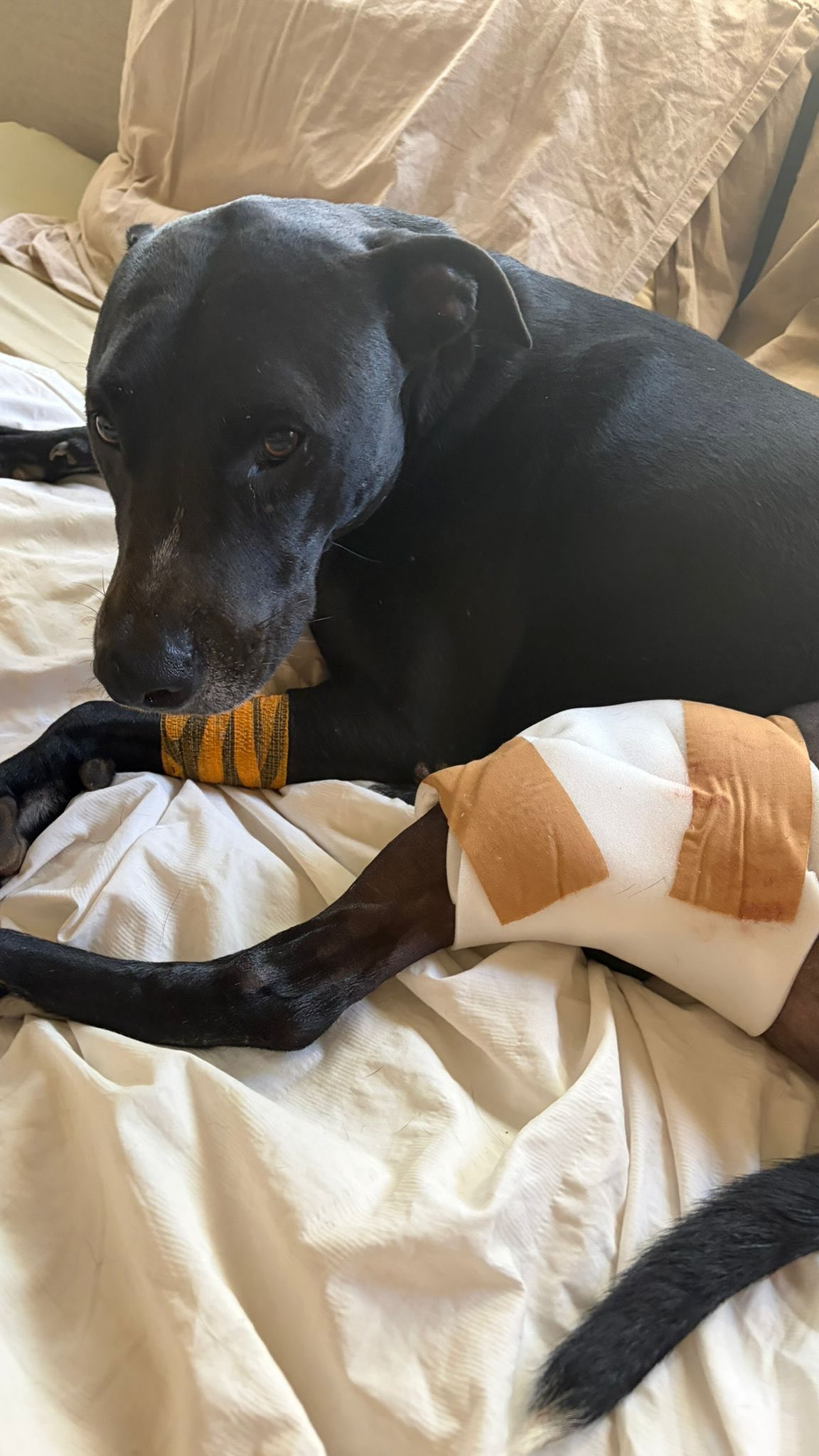 𝗨𝗽𝗱𝗮𝘁𝗲 𝗼𝗻 𝗗𝗲𝘅𝘁𝗲𝗿 🐕‍🦺❤️
In March we shared an urgent appeal for Dexter and Sira, as both needed surgery to live pain-free. 💔

Thanks to your incredible support, Dexter was able to receive the surgery he needed. 🙏💛

The surgery went well and his recovery is going really positively. He is walking better every day and slowly putting more weight on his leg. 🐾

Despite everything, he is still his happy, wagging-tail self. 🥰

Thank you to everyone who donated, shared, or supported Dexter and Sira. We couldn’t have done this without you! ❤️

#rescuedogs #rescuepawscuracao #rpc #adoptdontshop #dogsofinstagram