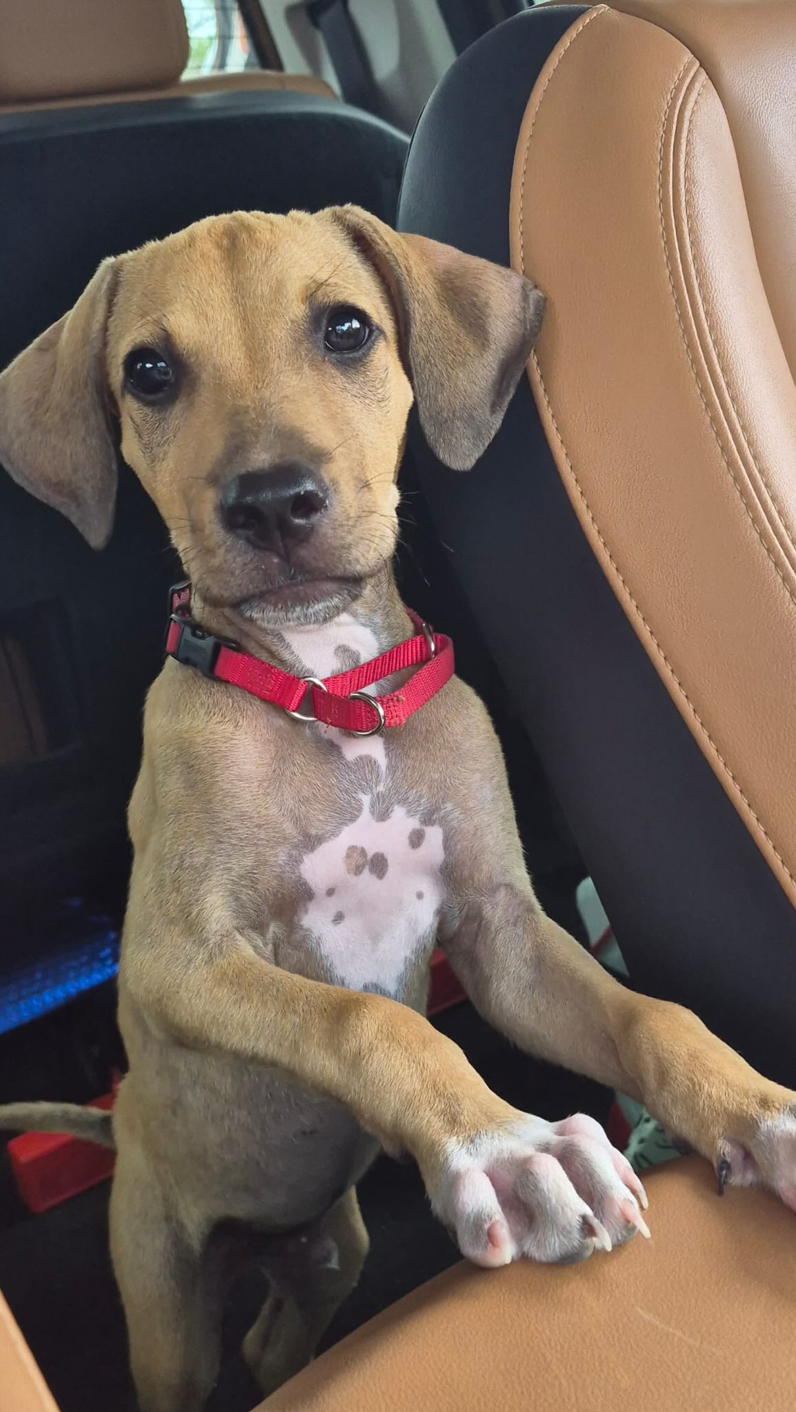 🐾 𝗛𝗶, 𝗜’𝗺 𝗝𝗶𝗽𝗽! 🐾

Together with his sisters, Jipp was found alongside the road near Klein Hofje. The cardboard box they had been left in was still there, meaning someone had abandoned them. One of his sisters has already found her forever home, but Jipp is still waiting for a place of his own. 💛

Jipp sat bravely by the roadside while his sisters hid in the bushes near the box. Luckily, kind people spotted them and, after many phone calls and arrangements, found a temporary foster home for them. Now Jipp is living safely with a foster family where he can grow up surrounded by care and love. 🏡

Jipp is a real cuddle bug and loves being close to people. 🥰 His potty training is already going very well too! At his foster home there are other dogs, and he learns from them every single day. He loves to play, discover the world step by step, and enjoys all the attention he gets. 🐶✨

Now Jipp hopes to find a forever home where he can continue to grow up, receive lots of love, and never be abandoned again. ❤️

#rescuepawscuraçao #adoptdontshop #rescuedog #westpointerofcuraçao #westpointer