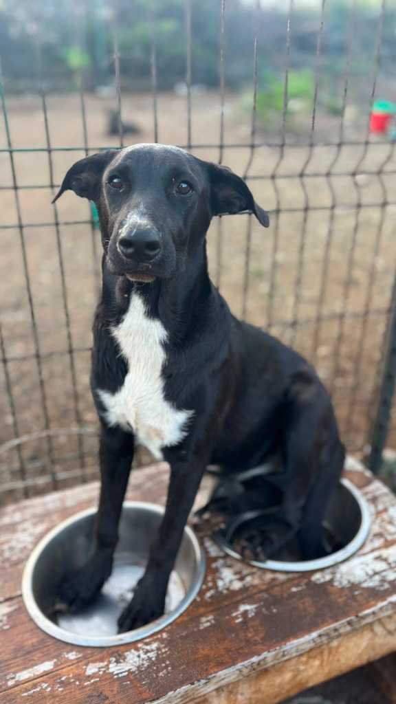 𝗠𝗲𝗲𝘁 𝗟𝗮𝗻𝗶! 🐾
Lani (7 months old) is a happy, playful puppy who gets along wonderfully with other dogs. 🐶💕 She loves playing, running around and exploring the world together. She feels completely at ease around her furry friends! 🐕🌿
When meeting new people or finding herself in an unfamiliar environment, Lani needs a little extra time to feel safe. 💗 With patience, a calm approach and a little trust, she slowly comes out of her shell. Once she trusts you, she shows her sweet, gentle and affectionate personality. 🥰 And once you’ve won her heart, you’ll build a truly special bond with her! 🐾❤️
On warm days, Lani is in her element! ☀️💦 Her favourite thing is to sit with her little bottom in the water bowl to cool off. It’s such a funny sight that it’s sure to make you smile! 
Lani is looking for a loving home where she can grow, learn and explore the world at her own pace. 🏡💕 Give her the time she needs to build trust, and in return, you’ll gain an incredibly sweet, loyal and happy friend for life! 
Could you be the one who helps Lani feel safe enough to be her true self? 🥹🐾
#adoptdontshop #rescuepawscuraçao #rescuedog #westpointerofcuraçao #westpointer