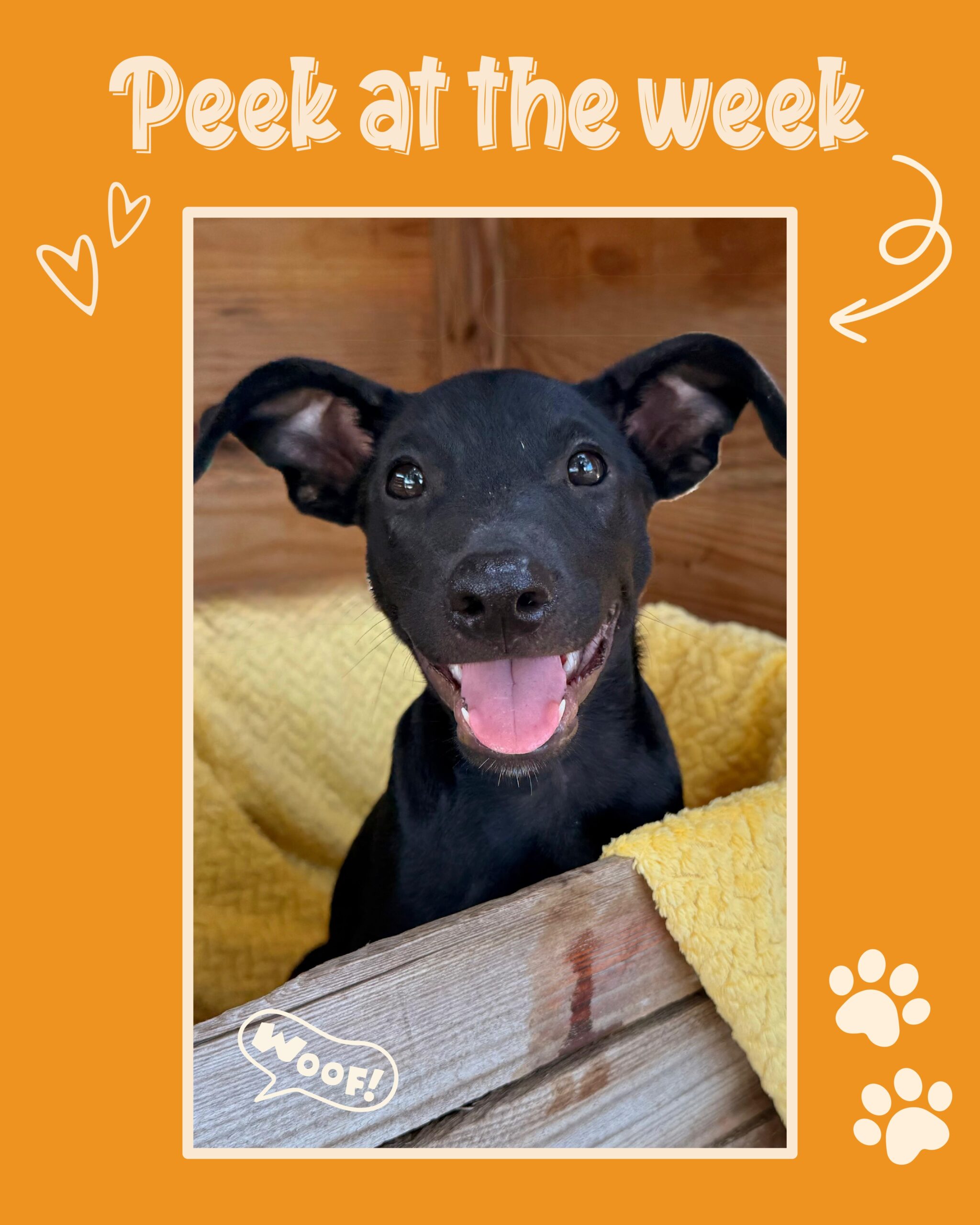 Peek at the week – Rescue Paws Curaçao 🐾

Swipe to see all of our adventures of the past week! 👉🏻

🐶 New dogs in town

Brad Pitt, Bruce Springsteen and Ben Affleck are new at the center.

Angie and Elisabeth are new to a foster home. Elisabeth is the sister of Brad, Bruce and Ben.

Rascal has also been staying with a foster family since July. Rascal is more of a ‘yard dog’ and can only be adopted locally. 🐶

🏠 Forever homes

Pirate, Yuki, Clyde, Nori and Vinz flew to their forever homes in the Netherlands. ✈️ Caffe has also found her golden basket in the Netherlands, with no less than four dachshund friends to keep her company!

Alba and Famke have found their own homes here on the island. ❤️

🐾 Paws on the road

Our Flur got to go to the beach, and she absolutely loved it! 🏖️

Junior enjoyed relaxing under the palapa during visiting hours — and the snacks were a big hit. 🐶

🫶 Support & help

Wendy and Auke, once again Masha Masha Danki for all your help! We’re so happy that Pirate and Vinz were able to fly back with you to their forever homes! ❤️🙌🏻

Martijn runs a sports massage practice in Baarn. At the beginning of September, they visited us here at the center. They were so impressed that they decided to make October their ‘sponsorship month’ and raise donations for us. Thank you in advance! Martijn Hartog 💙🙌🏻

Wow! We received an amazing donation for our little shop from Nicole and Anna-Marie. 🙌🏻 Everything is handmade! Of course, all proceeds go towards our beloved four-legged friends. Masha Danki! ❤️🐶

Our intern Esmee and her mother Geertje have been helping out at the center for the past two weeks. And just like that, the internship has already come to an end! Thank you so much for your help, and hopefully see you again in the future. 🙌🏻🐾

💛 Finally

At the center, we had a big ‘spring clean-up’ around the grounds. 🧹

On our national holiday, October 10th (10-10), there was a big market around the church in Jan Doret, organized by Much’i Pal’i Tamarein. We were there with our new bottles and, of course, to promote our sterilization fund! 💪🏼

Maurits Rosalina came to visit our center again, this time with his family. He is the