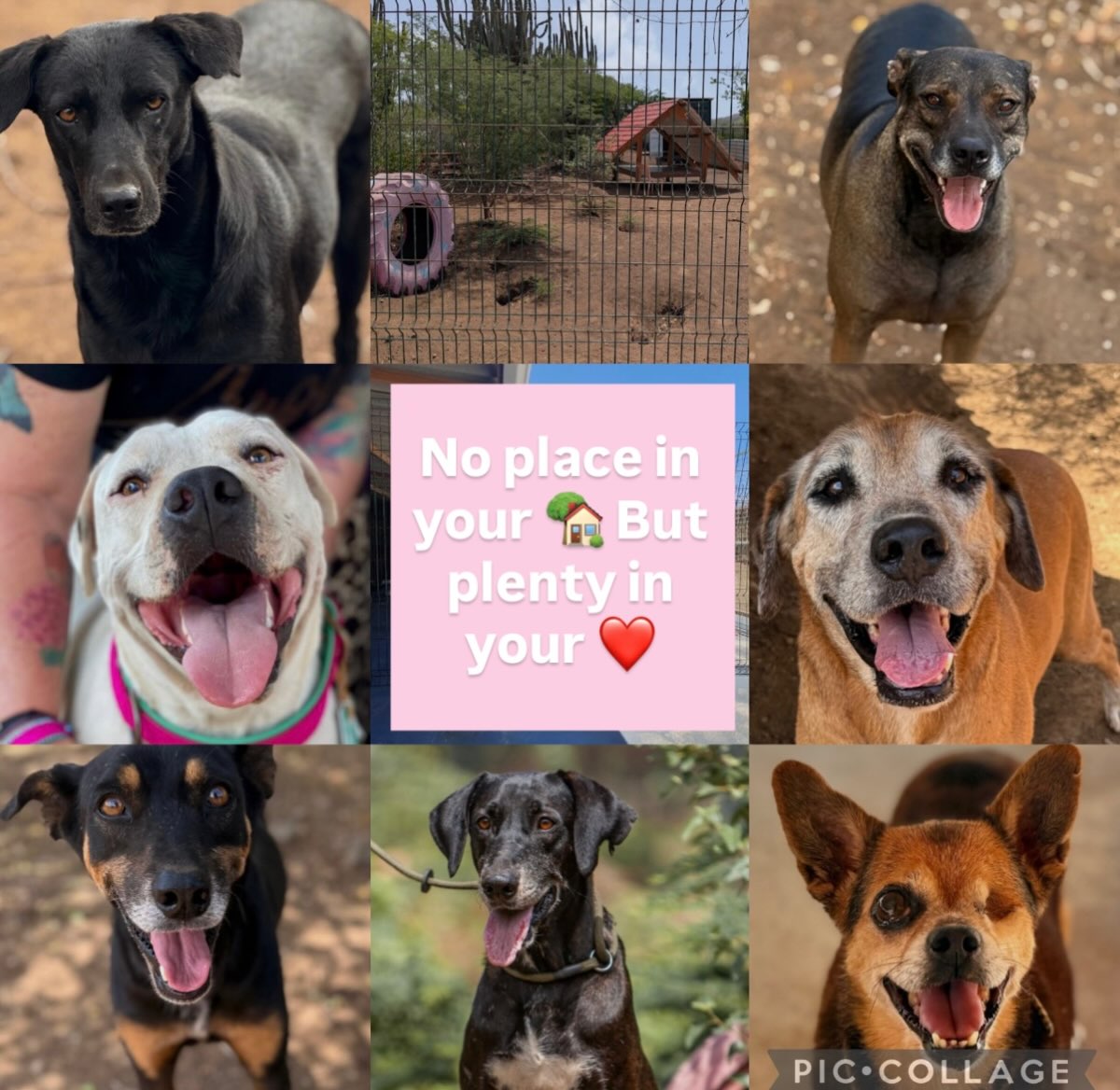 🐾❤️ BECOME A SPONSOR FROM AFAR! ❤️🐾

No room in your home, but plenty of room in your heart? ❤️

Not every dog has a forever home yet. Some are still waiting at our Rescue Center or staying with loving foster families. But they all deserve the very best care. And YOU can help! 🐶

Become a Sponsor from Afar and make a difference in one special dog’s life!

You can choose how much you’d like to contribute:

🐾 €45/month – Full sponsorship
🐾 €30/month – Share sponsorship with one other person
🐾 €15/month – Share sponsorship with two others

Your monthly contribution helps provide food, medical care, and all the little extras that make life better. ❤️

And you’ll receive something special in return!

We’ll keep you updated with photos, videos, and stories about YOUR dog. You’ll get to follow their adventures, see them grow and thrive, and feel part of their journey. 🥰

Your sponsored dog may live thousands of miles away, but they’ll always have a special place in your heart.

Because you don’t have to share your home to share your love. ❤️

🐾 Will YOU become a Sponsor from Afar?

Together, we can make their world a little brighter! 🌎❤️

📩 OAB@rescuepawscuracao.com

#SponsorADog #SponsorFromAfar #RescuePawsCuracao #AdoptDontShop #RescueDog StrayDog SaveAStray