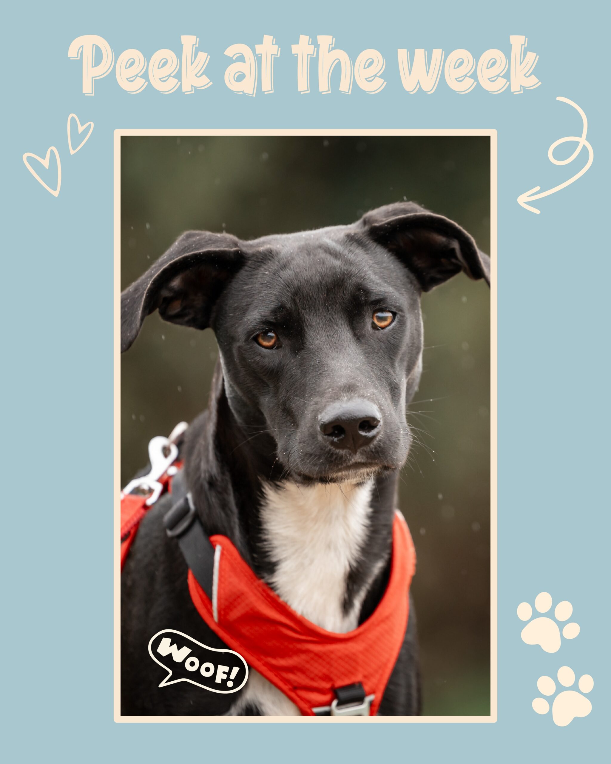 Peek of the Week – Rescue Paws Curaçao 🐾

Swipe to see all our adventures! 👉🏻

🐶 New dogs in town

Roelf is new and is currently staying with a foster family. 🐾

🏠 Forever homes

Handsome Never, who was staying with a foster family in the Netherlands, has also found his very own forever home. 🖤

Mondi – Jade, Tico, Zwa, Zaza and our cuddle bug Toby have all found their forever homes in the Netherlands. 🏠💛

🫶 Support and helping hands

Linda Bruins from Doglin Grooming Salon came to help us trim the nails of lots of our dogs. We’re so happy you came to lend a hand. Thank you, @trimsalondoglin! 🙌🏻🐾❤️

Our dear old friend Selma was back on the island for a little while and, of course, came to help us out. Our retired gentleman just couldn’t resist teaming up with her again to recreate the golden duo! 💛

The Vreeswijk family from our sponsor PLUS Vreeswijk came to visit us again. This time, they brought another wonderful donation from the bottle deposit collection they organised at their supermarket. Masha danki, @plusouderkerk! 🙌🏻🐾

Our sponsor EventRentall also came to visit our rescue centre with their family. They even brought along a new sponsor, but more about that later! A huge thank you for your support, @eventrentall! 🙏🏼

Our lovely Hellen was back on the island and, as always, came to lend us a helping hand. Thank you so much for your help again! 🙌🏻

A big thank you to Jolanda as well. We hope to see you again soon! 🙏🏼

❤️‍🩹 Emergency foster care
There is genuinely no room left at the centre, so our volunteers have set up an emergency foster space where puppies can be cared for until they can move to the centre. They are already getting their vet check-ups and being socialised.

It all started with a litter of seven puppies, and then another two were abandoned in the meantime...

❤️ Dogs in need

When you donate dog food to Rescue Paws Curaçao, you’re not only helping the dogs in our care, but sometimes also supporting dogs outside our rescue centre.

Every week, we receive requests for help from local dog owners who love and care for their animals but sometimes struggle financially to provide for them. Sometimes, people reach out