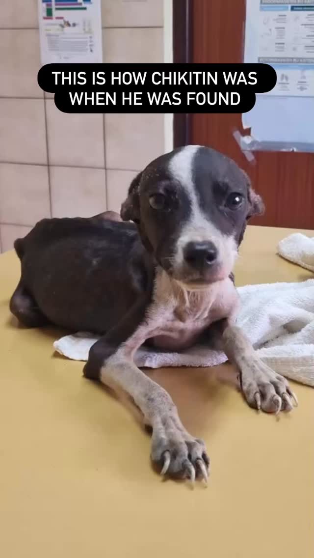 ✨ Hi, this is Chikitin! ✨
This little champ 🐶 was found all alone in a remote area on Curaçao, a place where almost no people pass by. At just 3.5 kilos, he was far too skinny for an 11-month-old boy. Everything about him showed he had been taking care of himself for far too long 💔.
Luckily, he received help just in time through Rescue Paws Curaçao. At his foster home, everything now revolves around rest 💤, nutritious meals 🍽️, sleep, and lots of cuddles 🤗. And he’s doing amazing! His fur is growing back, he’s gaining weight, and his little body is slowly getting its color again 🌱. It’s beautiful to see life returning to him.
Despite everything he has been through, Chikitin remains incredibly positive 🌞. His name means “little one” in Papiamentu — perfect for this sweet, playful, super social pup. He’s affectionate, joyful, and a true friend to everyone 🧡.
We’re looking for a loving home 🏡 where Chikitin can continue to recover, play, and finally enjoy all the things he’s missed for so long. He has a heart of gold and so much love to give 💛🐾.
📩 Want to meet Chikitin? Send us a message or fill out an adoption form without obligation!
