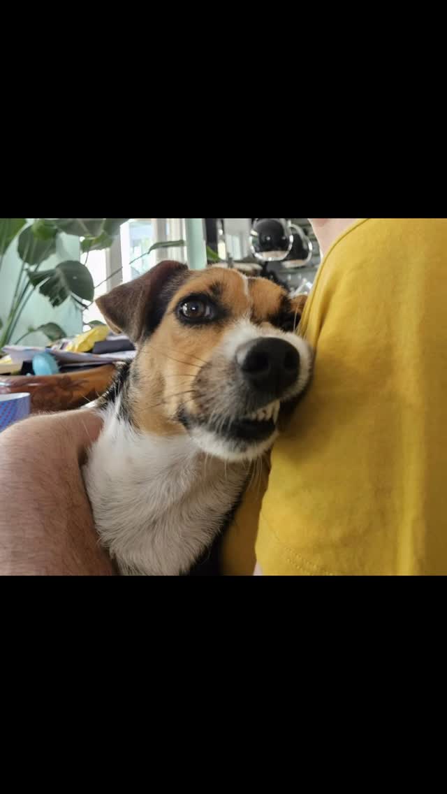 Today in our feature “How are you doing now?”
🐾🐾 MICKY 🐾🐾
Micky was born on January 19, 2022 and arrived at the Rescue Center in January 2025 at the age of three.
That’s where Xio and Jeroen fell in love with him and decided to give him a forever, golden home.
With their big hearts for animals, they had already welcomed Aldi before Micky arrived. She was no longer wanted by her first owners and urgently needed a new home. Xio and Jeroen decided to foster her… but Aldi never left and is now Micky’s little sister. Jeroen tells Micky’s story:
“From the moment we saw Micky in Curaçao, we noticed how social he is with both people and other dogs. He immediately came to the front of his kennel asking to be petted. At the time we already had three dogs, so we wondered how he would fit into our pack of three females: Taxy (Jack Russell) and Aldi/Yoda (Westpointers). But from day one, it went incredibly well.
Taxy has gained a playmate—they love running laps in the backyard together and lounging side by side on a cushion on the couch. Yoda sometimes growls at him, but she does that with almost every dog. He’s also never aggressive toward our cats; he just wants to play… though the cats don’t always quite understand that 😀
He absolutely loves sunbathing—we’ve found him stretched out in flower beds or on the doormat when the sun hits just right. And he’s crazy about water! He snaps playfully at the stream from the garden hose and even enjoyed joining us on a SUP board.  #straydogs #adoptdontshop #saveadog #saveastray #adoptionsaveslives🐾