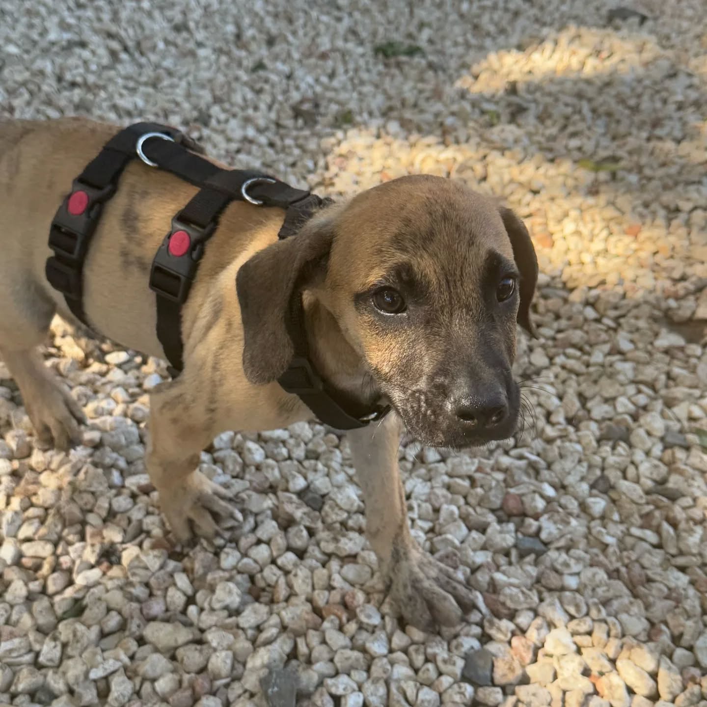 How is Boaz doing now? 🐾
His lovely family tells:

We kept his adoption a complete surprise for our two boys (7 and 10), which made bringing him home even more magical. 
We weren’t even actively looking for a dog, but while scrolling through rescue posts, one little brindle-striped pup kept catching my eye. 

His name was Puspas — now our Boaz — and from the moment we saw his photo, we were in love.
Boaz was found together with his brother and sister beside their deceased mother. Thanks to a kind woman (and some sausages!), they were safely rescued. Fun fact: to this day, opening a can of sausages instantly creates a very enthusiastic dog in our kitchen. 🐶

We picked him up at Schiphol, gave him a quick wash, and brought him home — where our oldest burst into tears of happiness and hugged him tightly. From day one, Boaz has adored the boys. He proudly joins us for school pick-ups, loves absolutely everyone, and completed his “family life crash course” like a champ (though toys don’t always survive his enthusiasm).

Almost 11 months later, he’s grown into a big, handsome, slightly mischievous sweetheart with the most beautiful brindle stripes. We truly can’t imagine life without him. 🤎🐾

Love,
Marin & Boaz