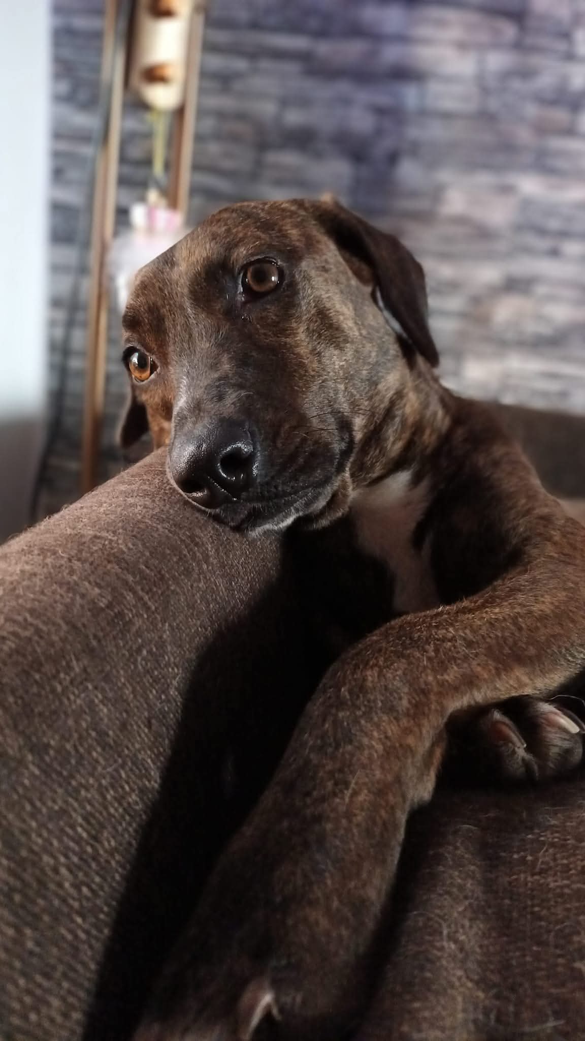 𝗛𝗲𝗹𝗽 𝗗𝗲𝘅𝘁𝗲𝗿 & 𝗦𝗶𝗿𝗮 𝗹𝗶𝘃𝗲 𝗽𝗮𝗶𝗻-𝗳𝗿𝗲𝗲! 🐶❤️‍🩹
Dexter and Sira both need urgent surgeries. We aim to raise €3,000 so these two sweet dogs can finally live without pain. 🙏

𝗗𝗲𝘅𝘁𝗲𝗿 🐕‍🦺
He arrived almost 2 years ago as a terrified, skinny pup. With love and patience, he became a happy, gentle dog who loves belly rubs ❤️.
Last summer he started limping and now needs specialist surgery flown in from the Netherlands.

𝗦𝗶𝗿𝗮 🐕
Sira’s life began with hardship. Found on the streets with severe mange, she later faced quarantine and trauma. Now her painful anal glands need surgery so she can finally live without discomfort 💔.

𝗪𝗶𝗹𝗹 𝘆𝗼𝘂 𝗵𝗲𝗹𝗽? 🐾
Every donation makes a difference ❤️

💛 Tikkie: link in bio
💛 Or donate by bank transfer:
Curaçao – MCB Bank | Rescue Paws Curacao Foundation (account: 27664707)
The Netherlands – ABN AMRO | Stichting Rescue Paws Nederland (IBAN: NL21ABNA0849283876)
👉 Please mention Dexter or Sira with your donation.

#rescuedogs #rescuepawscuracao #fundraising #adoptdontshop dogsofinstagram