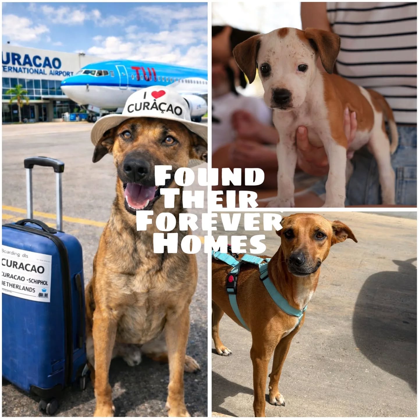 Peek of the Week – Rescue Paws Curaçao
😌 Extra attention
Igor enjoyed relaxing under the palapa during visiting hours, soaking up cuddles and tasty snacks. Jake quickly found the snack bin too! 😋🐾 Chum and Ivan also spent plenty of time chilling under the palapa this week 🩷
🐾 Paws on the move
Luukie and Celine left for a foster home in the Netherlands this week, where they’ll continue their search for a forever home. Good luck sweethearts ❤️✈️
🏠 New homes
Lucas and Hester both found their forever homes in the Netherlands 🏡🐾
Flora is on her way to Canada via Sint Maarten. Thanks to @sxm_paws for helping with the final part of her journey 🤍
Little Lemon also found his own home on the island 🍋❤️
😎 New kids in town
Welcome Anne, Fleur, Bonnie and Clyde 💛
Little Luz and Lao are staying with a foster family 🩷
🐾 Meet Esco – now in foster care
Esco was found along a busy road, exhausted and likely attacked by other dogs. The scars on his body tell his story. Despite everything, he never lost his trust in people.
Esco is incredibly loving, social and very people-oriented. He gets along well with other dogs, is gentle with puppies and already knows some basic commands. Most of all he wants to be close to you — following you around and happily climbing onto your lap.
Whoever chooses Esco will gain a loyal friend for life 💛🐾
🐶 Sterilizations
This week 26 sterilizations were performed, helping reduce the number of stray dogs on Curaçao 💪🐾
🤝 Support & visits
Volunteers from @Pawsitive.Impact.Initiative (Canada) helped at the center for two days. Thank you Erik Jan, Betty, Yvonne, Gwen and Ireen! 🙌🏼🐾
Ilse also helped a lot these past weeks — thank you! She even fell in love with Gabi, who will fly to her this Tuesday 💛
Amaia, Danique and Stacey from the Albert Schweitzer College completed their internship with us and helped tremendously. Thank you girls! 🙏🏼
A big thank you to the customers and owner of @blafboutique in Best (NL). Donations in their salon raised over €600 for Rescue Paws Curaçao 🧡🐾
💛 Final note
A week full of help, progress and support from all over the world. Together we keep giving dogs a second chance.