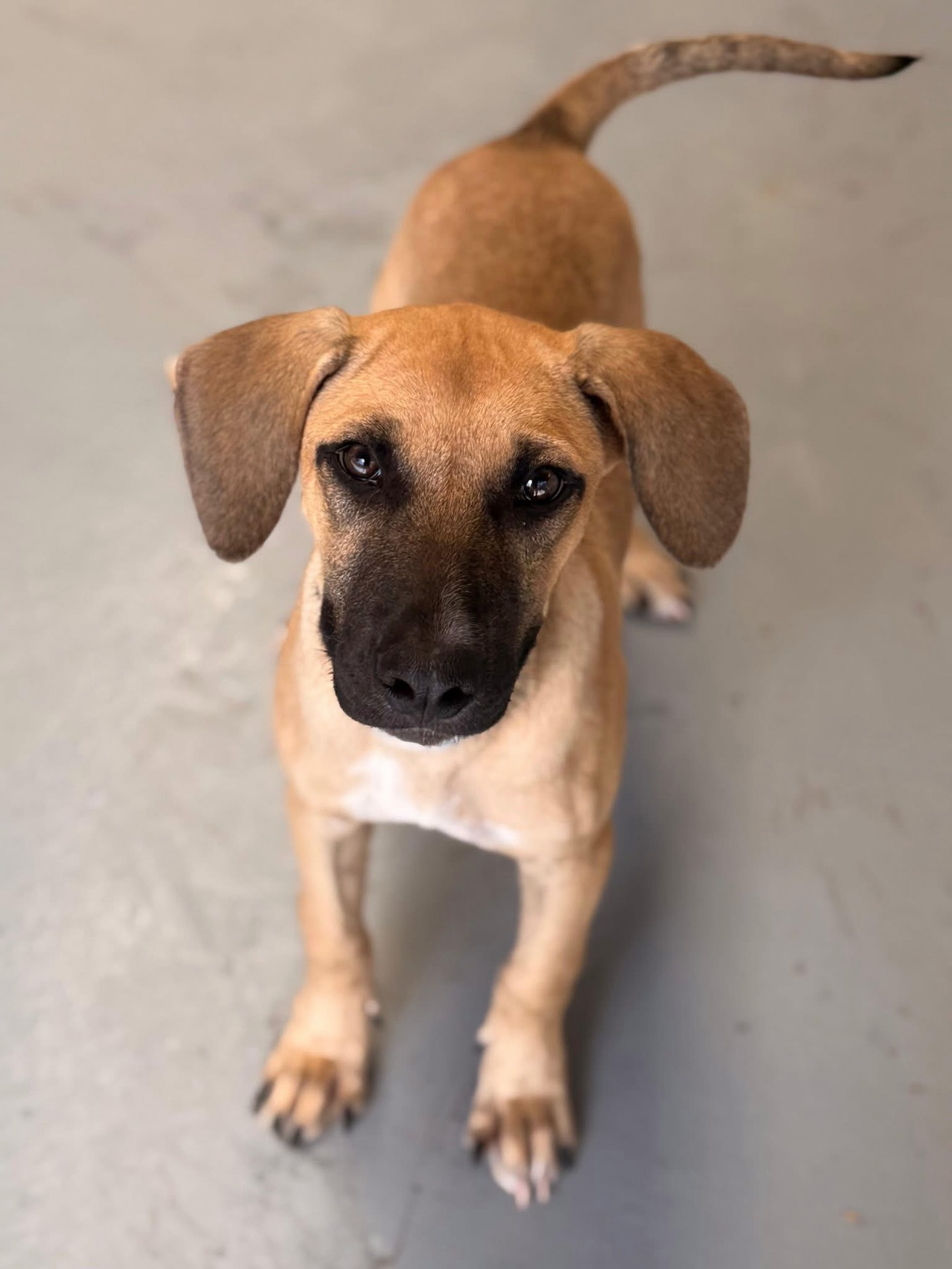 UPDATE: We Found a nice foster 🙏💕

🚨🐾 𝗛𝗘𝗟𝗣 🐾 𝗛𝗘𝗟𝗣 🐾 𝗛𝗘𝗟𝗣 🐾 🚨

Please help me..! My name is Gus and I am 25 weeks old. But I already weigh 17 kilos, so I’m not a little one anymore. Two weeks ago I moved to the Netherlands. Exciting!

I arrived with very kind people, I can really feel that! But I have such a tummy ache. And the stress I feel is not helping. What I really want most is some peace and quiet… with a blanket on the couch. Love and cuddles. Just something to drink and food that is good for my tummy.

Things are already getting better though! My poop is becoming firmer and I do that nicely outside. The tests at the vet didn’t show anything unusual.

But where I am now there are quite a lot of children and also another dog. It’s all just too much for me. I growl, snap and bark.

That’s why I would really love to find a nice place where I can get that peace and quiet. And the love and cuddles. A place where I can truly recover, where there are no busy children or other dogs and where I don’t have to deal with anything for a while.

Do you have space (temporarily)? In your home and in your heart? And would you give Gus the rest he needs? Please email us!!

It won’t cost you anything, just love and space. And our eternal gratitude!

✉️ Chantal@rescuepawscuracao.com

#lookingforahome #lookingforafoster #adoptdontshop #rescuepawscuraçao #westpointerofcuraçao