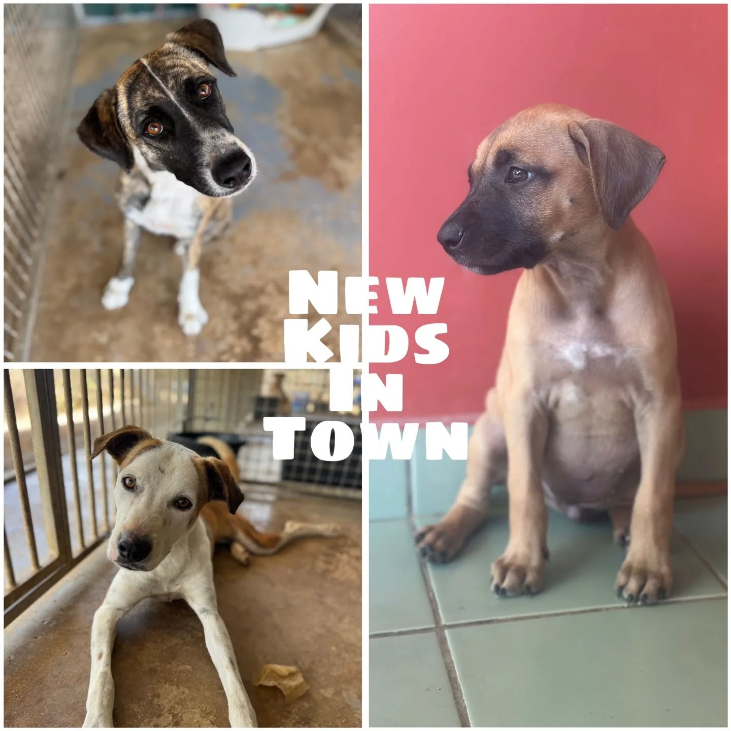 🐶 Peek at the week – Rescue Paws Curaçao

😌 Extra attention
Everon was more than ready for some scratches during the visit and clearly enjoyed all the attention. Sweet Udo also knew exactly how to get extra cuddles — he simply climbed right on top of you. 🥰
Chum and Iefke also had a great week relaxing on the couch while getting lots of belly rubs. Cozy moments all around! 🐾

🏠 New homes
Wonderful news for Gabi! She has moved in with our volunteer Ilse, who is giving her a loving home from now on. What a lucky girl! ❤️🐾

Taffy and Ivan have also found their forever homes. We wish you both a beautiful new life! 🏡

😎 New kids in town
Welcome sweethearts:
Brakkie has moved to a foster home. 💛
Salva and Reska are new at the rescue center. We’re happy you’re here and will take good care of you! 🐾

🐶 Sterilizations
This week, 17 sterilizations were performed. Every procedure helps reduce the number of stray dogs on Curaçao step by step. 💪🐾

🤝 Support and visits
Thanks to a generous donation from a volunteer, we were able to buy lots of sturdy toys for the dogs. Puppies Anne and Fleur immediately approved them! 🙌🏻❤️🐾

We also welcomed visitors from the University of Curaçao and Radboud University during their Curaçao Course Week. They visited our rescue center, learned about our work, and raised funds for the dogs. Thank you so much for your support! 🙌🏻🐾

Rescue Paws was also invited by Stichting DierenLot to a meeting on Bonaire with several foundations, where a wonderful cheque was presented. Thank you for the invitation and support! 🐾

Student Norah from the Dr. Albert Schweitzer School completed her internship with us. Thank you for your help and dedication! 🙌🏻🐾

We’re also happy to welcome a new sponsor: our volunteer Mariëlle! 🥳

💛 Fester thanks everyone for the donations and support. Have a wonderful week and see you next time! 🐾