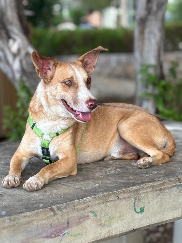 𝗕𝗢𝗢𝗞𝗘𝗥 𝗜𝗦 𝗟𝗢𝗢𝗞𝗜𝗡𝗚 𝗙𝗢𝗥 𝗔 𝗙𝗔𝗠𝗜𝗟𝗬 💛

Hi everyone, I’m Booker. I’m a sweet and calm boy, 1 year and 7 months old. I may be small in size, but I have so much love to give. 💙 Once I feel safe, I will happily come over for cuddles.

My start in life wasn’t easy.
I lived in an open yard with my brothers, without enough food. Luckily, a kind volunteer came by every day to feed us and give us water. 🙏
Life was tough. One of my brothers was hit by a car and didn’t survive. 💔

In early January 2026, everything changed.
I was rescued when I was very sick, with a swollen mouth and a painful ear infection. The vet believes someone may have thrown fireworks at me. 😔
After that, I was completely exhausted. For days I barely did anything, I just slept and didn’t want to eat. But I didn’t give up. 💪

Look at me now. 🌟
Every day I feel stronger, happier, and more confident. Walking on a leash. I’m already doing that nicely. 🦮 I get along well with other dogs. 🐶
New people can still be a bit scary, but I’m learning and making progress every day. 

I weigh about 13 kg, have short legs, and I’m around 35 cm tall. A small dog with a gentle and loving nature. 💖

𝗖𝗢𝗨𝗟𝗗 𝗬𝗢𝗨 𝗕𝗘 𝗠𝗬 𝗙𝗢𝗥𝗘𝗩𝗘𝗥 𝗙𝗔𝗠𝗜𝗟𝗬. 🏡✨
I’m looking for a loving home where I can keep growing and finally enjoy life.

For more info and to fill out an adoption form, visit our website (link in bio) or send a message and maybe you’ll be my forever family. 💌

Love,
Booker 🐾

#rescuepawscuracao #rescuedog #dogsofcuracao #adoptable #puppylove