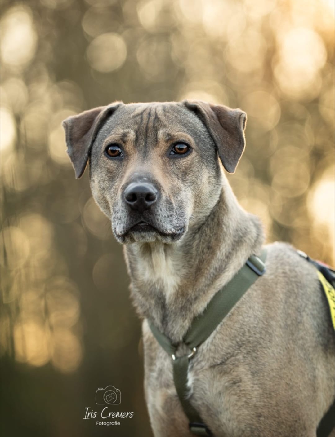 𝗛𝗼𝘄 𝗶𝘀 𝗠𝗲𝘅𝘅 𝗱𝗼𝗶𝗻𝗴? 🐕 
(1/2) Our expectations have been completely met, although we never really doubted that from the start. Mexx has adapted incredibly well to his new home environment. Of course, he needed a little time to adjust, but that went surprisingly quickly. From our very first meeting, there was an immediate mutual connection. 🐾
The adoption process was also very pleasant. After we expressed our interest, Martin quickly contacted us to schedule an introduction. During this meeting, it soon became clear that Mexx and we were a perfect match. Not long after, he was able to get acquainted with his potential new home. 🏡
On that day, our children and grandchildren were also present so they could meet each other. That also felt right straight away.
After that, Mexx stayed with us for a four-week trial period, but it quickly became clear that this was no longer necessary. Mexx was visibly happy in his new environment, and we were just as happy with him. It felt natural from the very beginning. ❤️
During this period, we had regular contact with Martin to update him on how Mexx was doing. The entire process, from approach to aftercare, is very well organized, and we experienced it as extremely pleasant.
Mexx also gets along wonderfully with the children and grandchildren. As soon as they come to visit, he gets very enthusiastic and happily runs a few laps through the kitchen and living room first. Afterwards, once things have calmed down again, he comes over politely to say hello, have a sniff, and of course ask for some attention — which he definitely gets. 🐶
He also does great during walks in our neighborhood. He is curious about other dogs and likes to go over and meet them. Mexx loves to play and often meets his dog friends during his regular walks. He absolutely loves long walks in the forest. 🌳
Of course, Mexx sometimes tries to test his boundaries, but he listens well when corrected. Afterwards, he can look at you with a very innocent expression, as if he has done nothing wrong. 😇